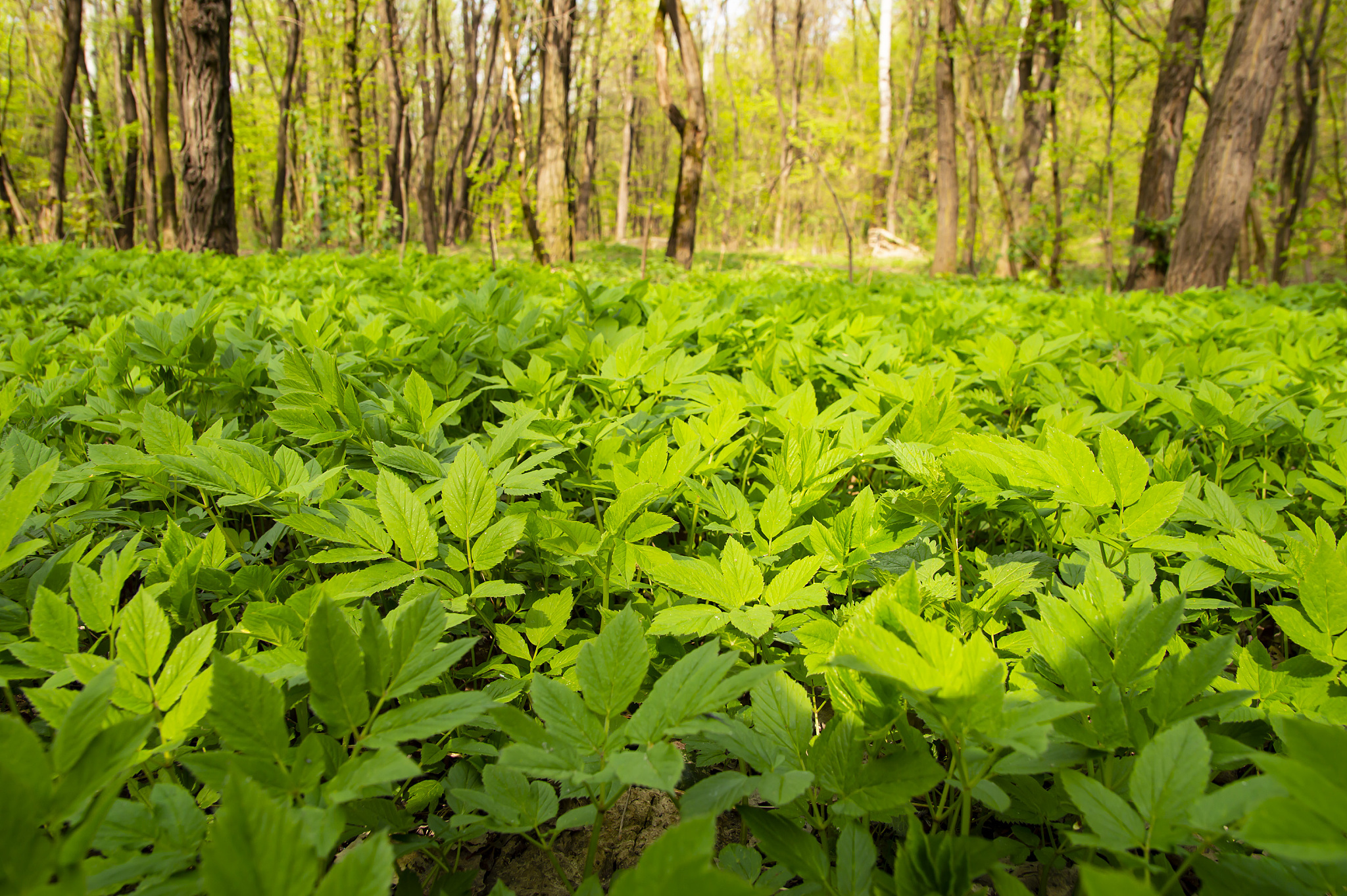 green cover of land in the spring forest
