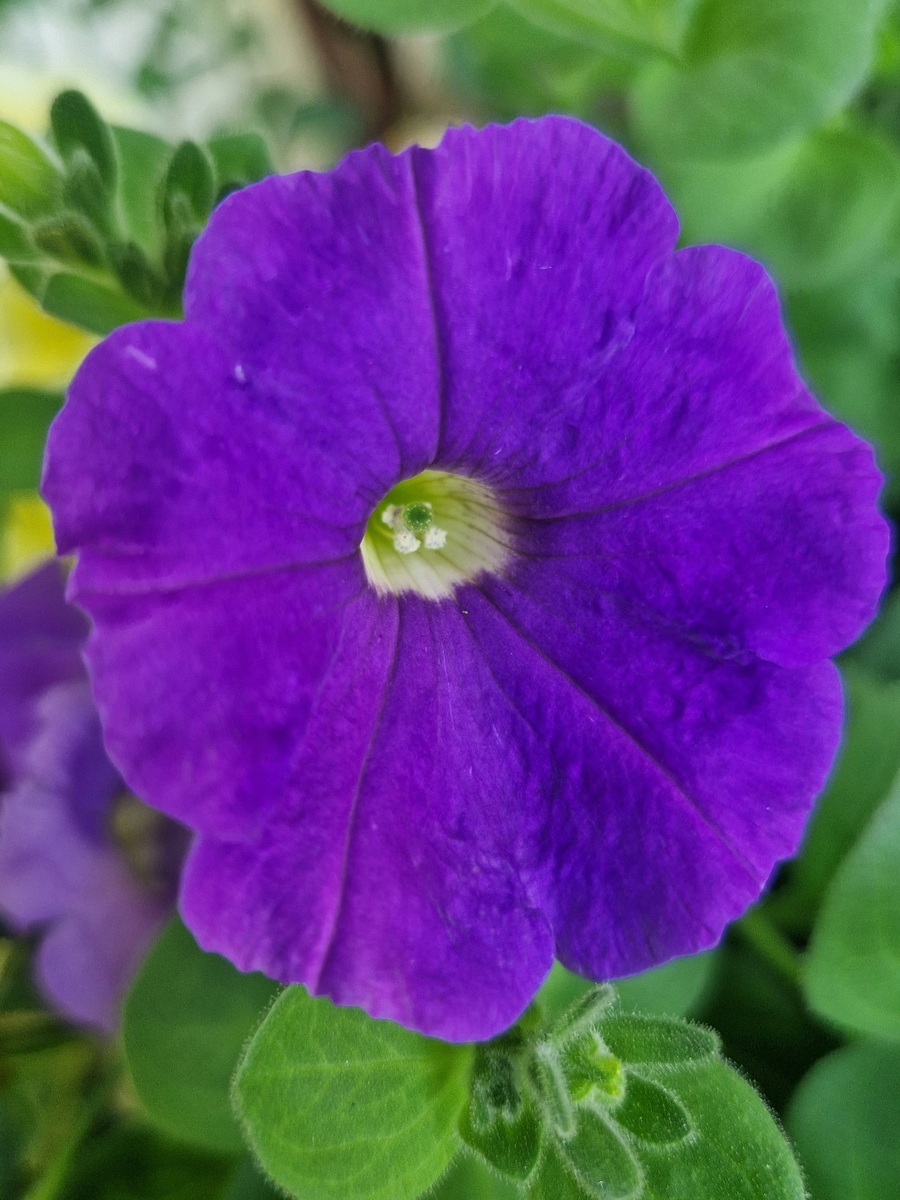 凌晨四点，紫色小喇叭：牵牛花盛开的浪漫与回忆