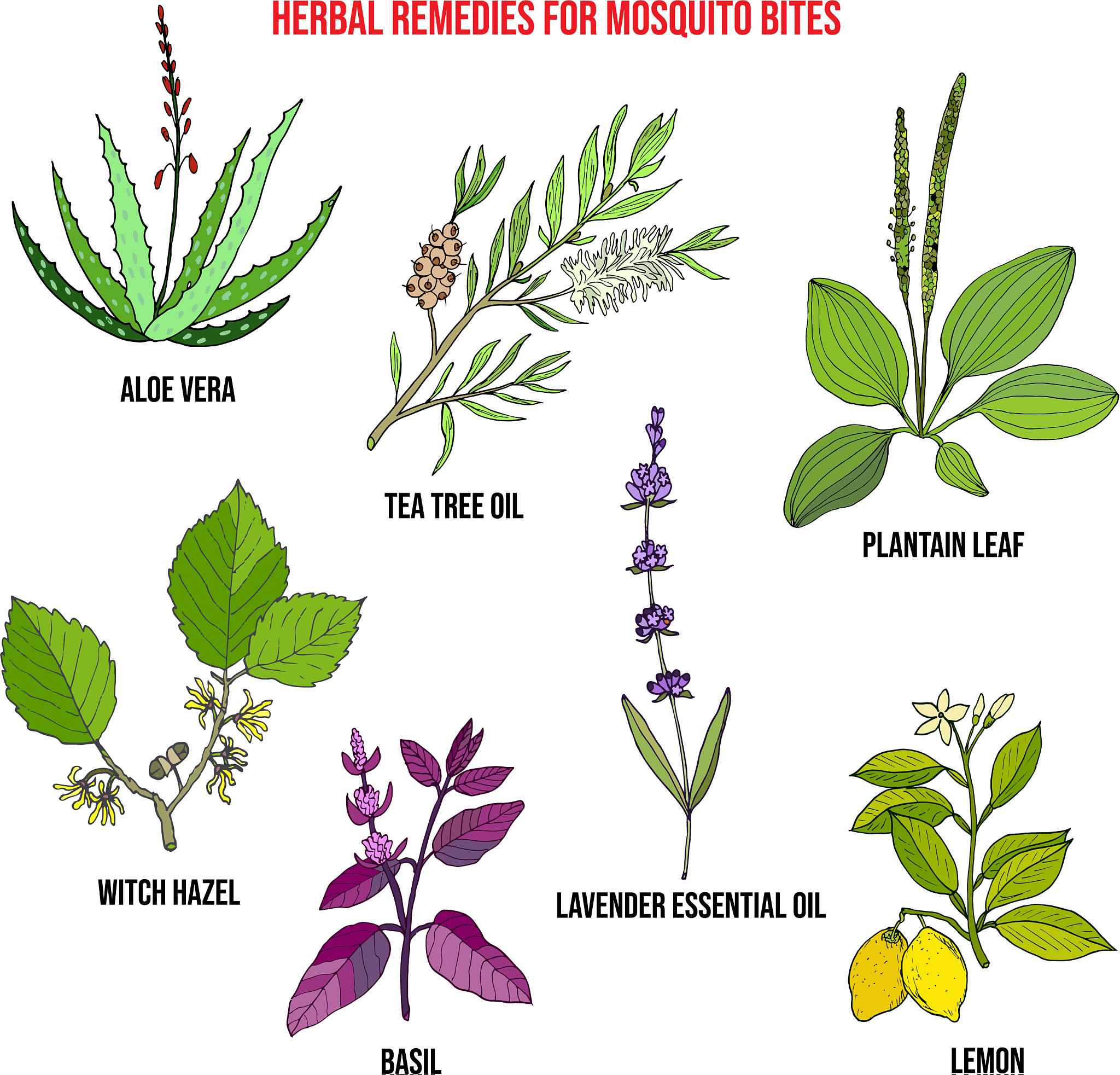 《PLANTA MEDICA》期刊: 植物药物研究权威指南