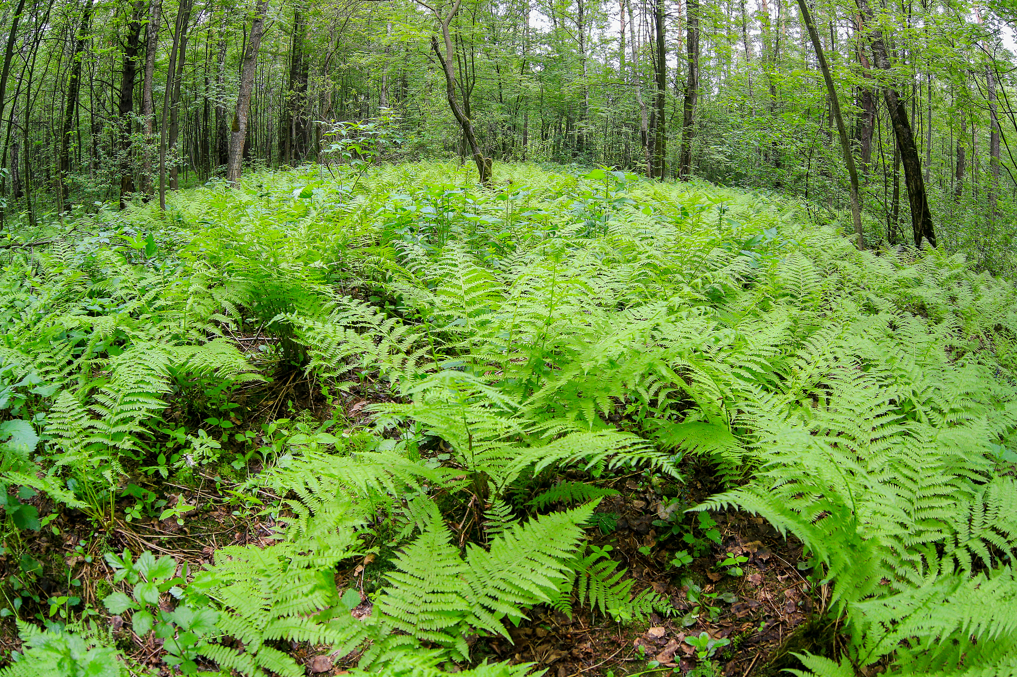 forest