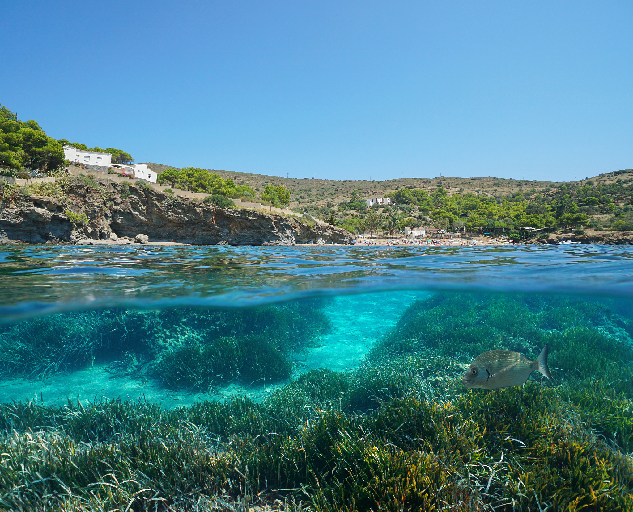 spain mediterranean coast posidonia sea grass