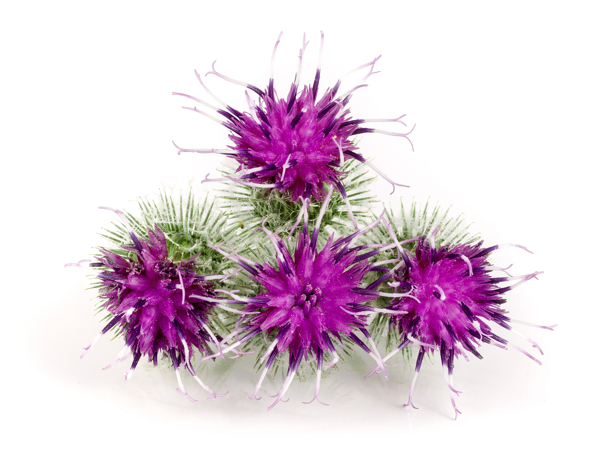 burdock flower isolated on white background. medicinal plant: ar