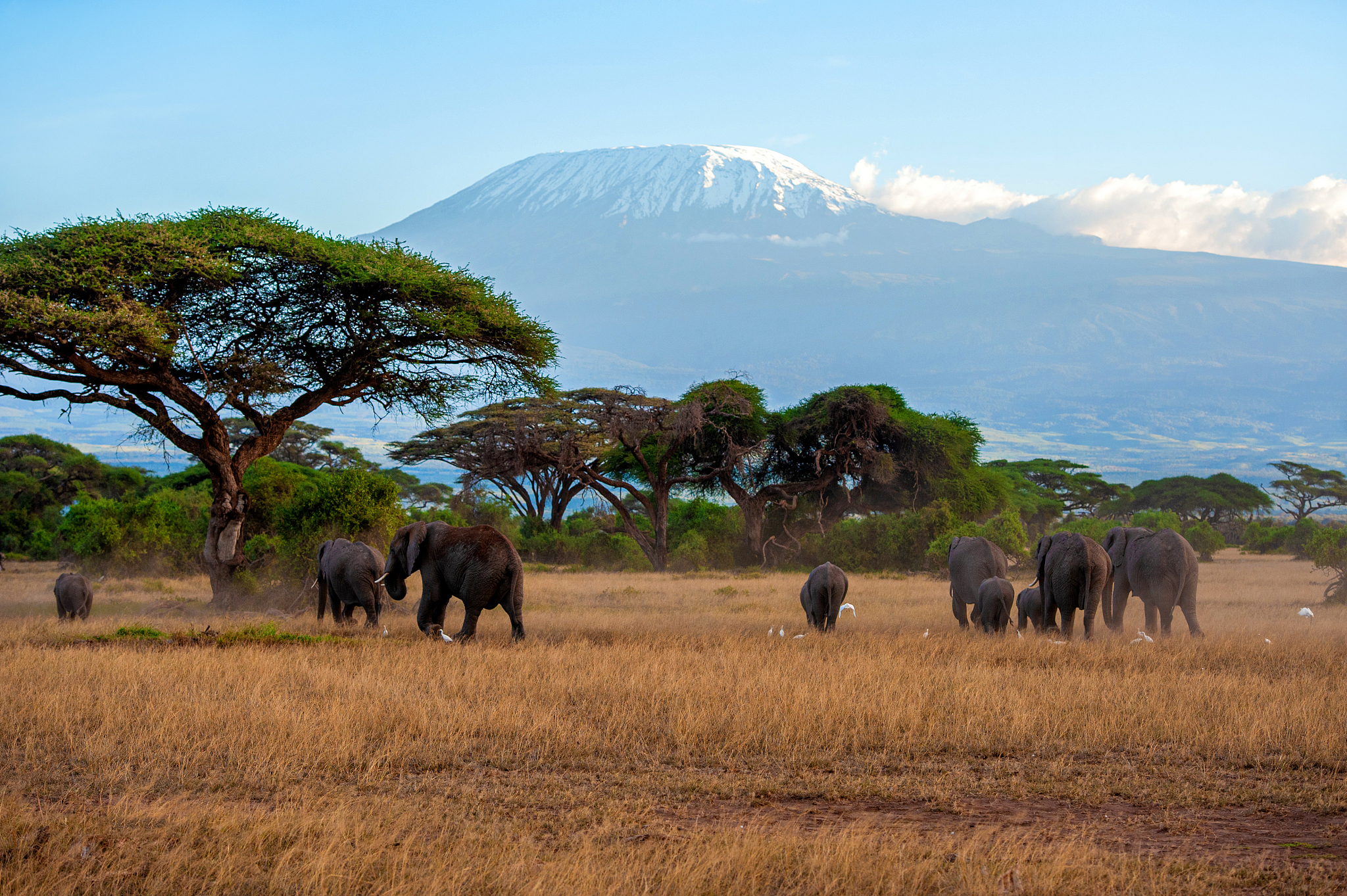 snow on top of mount kilimanjaro in amboseli