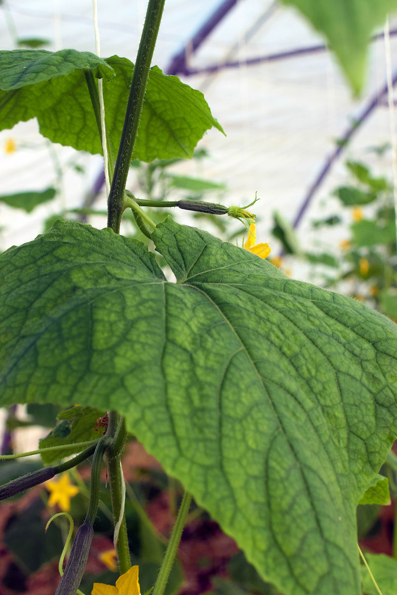 安徽省农业广播电视学校2023年招生人数是多少-怎么样