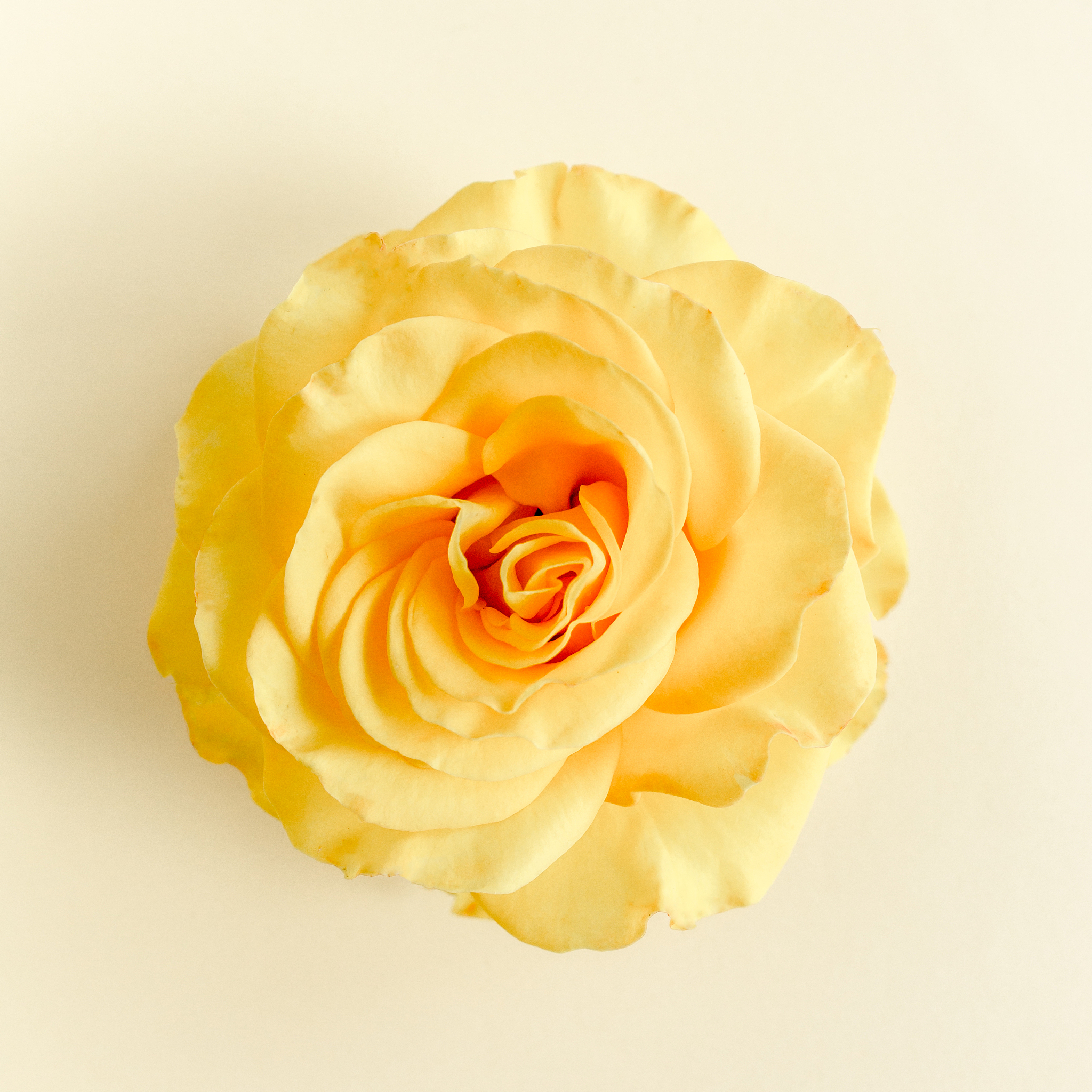 yellow rose flower on beige background. flat lay, top view
