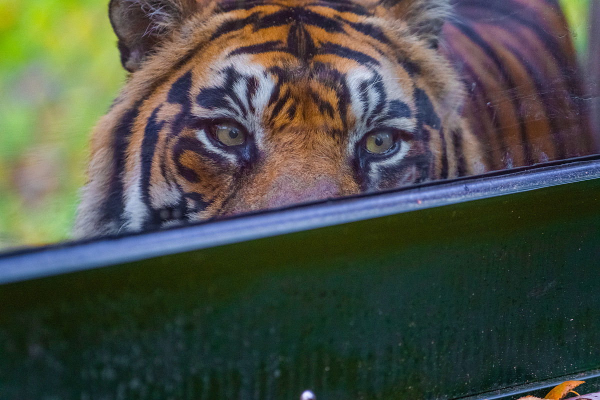 关于老虎的谜语：300字趣味解谜，探秘森林之王