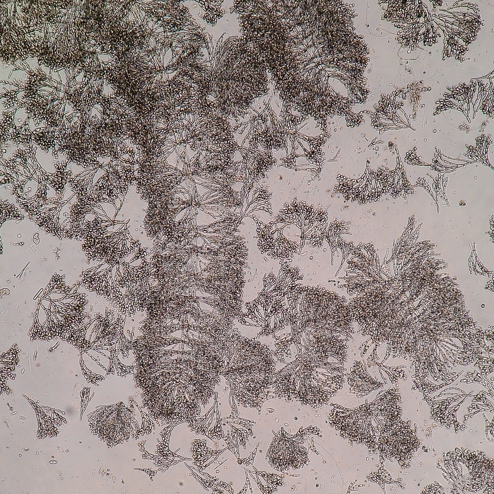 应用藻类学杂志 - 涵盖藻类学研究和应用的国际期刊