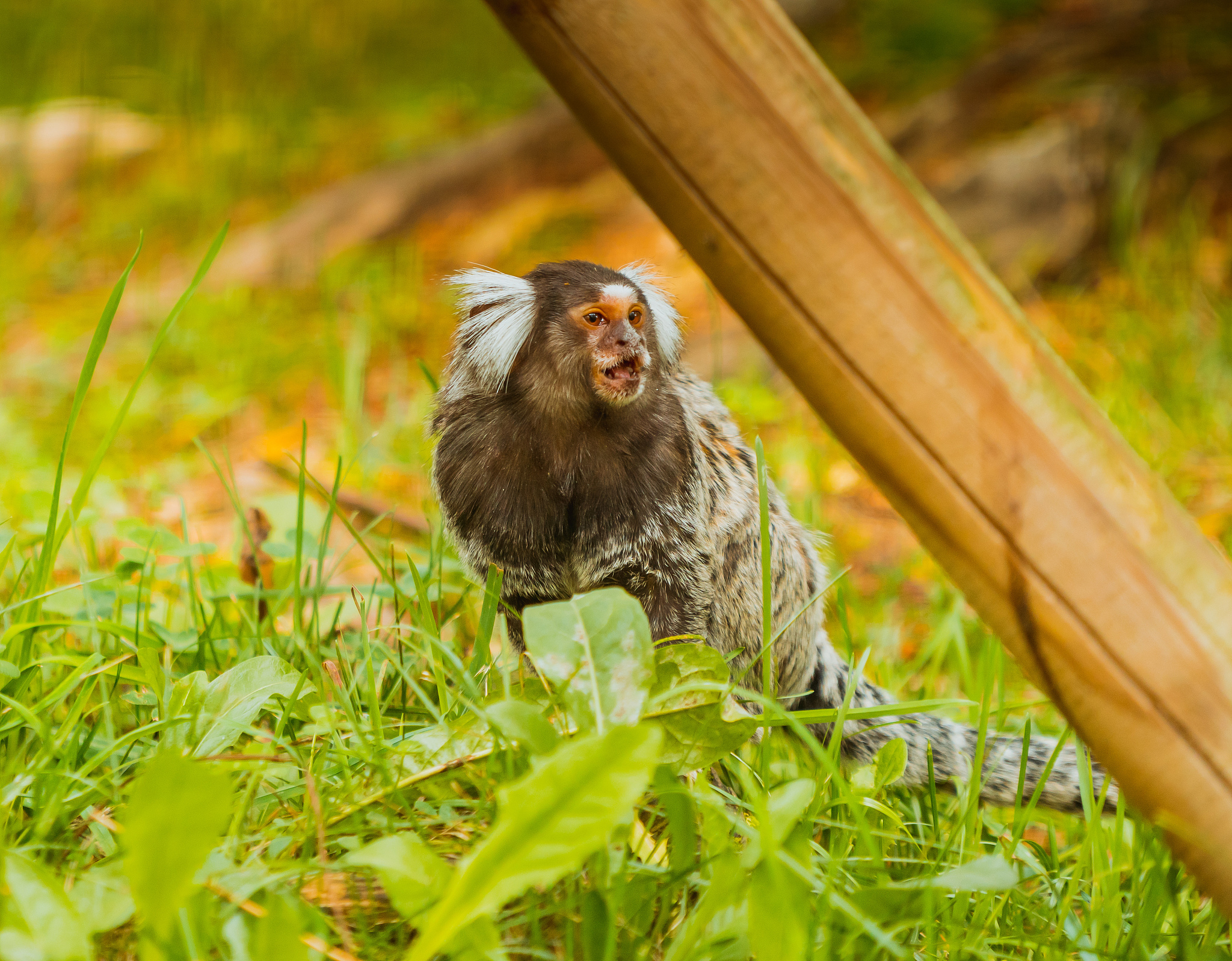common marmoset, lovely monkey very up close