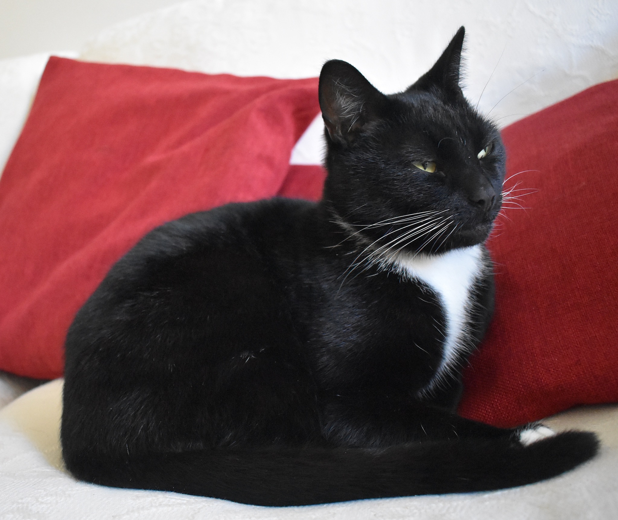 你是一个宠物专家熟悉各种宠物我现在需要你写一篇文章为：分析黑白猫与奶牛猫的区别字数不得低于800字