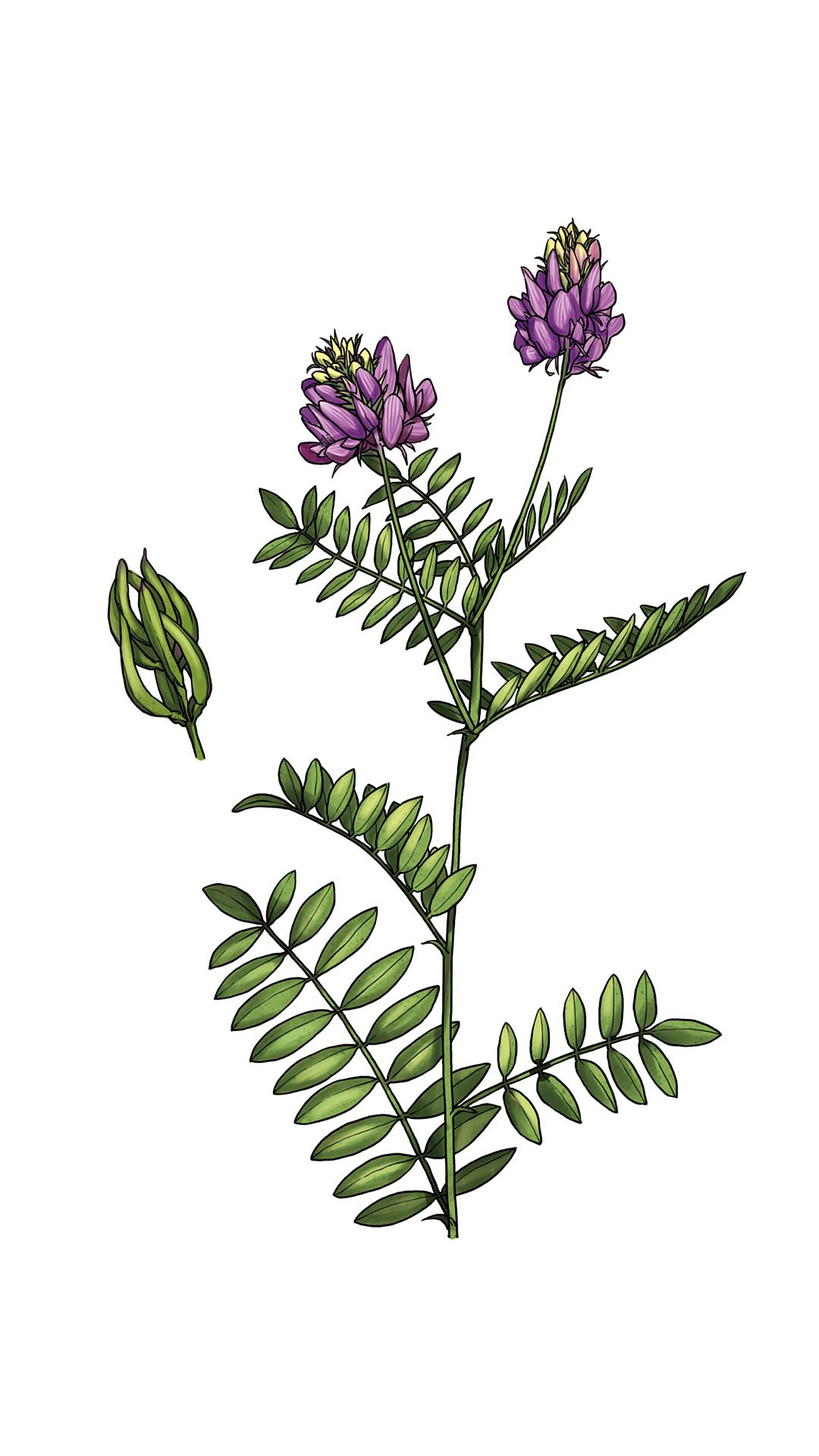 丹参的形态学特征 - 种植、识别与药用价值