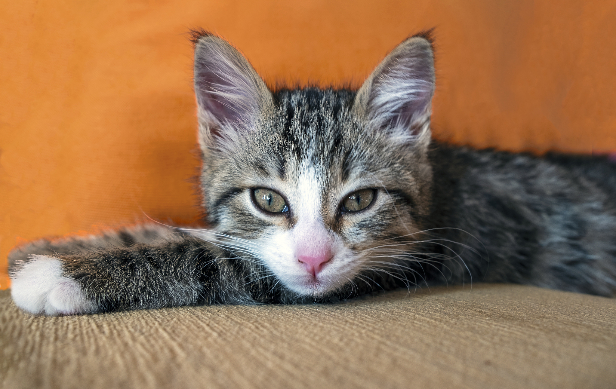 a portrait of cute little gray cat