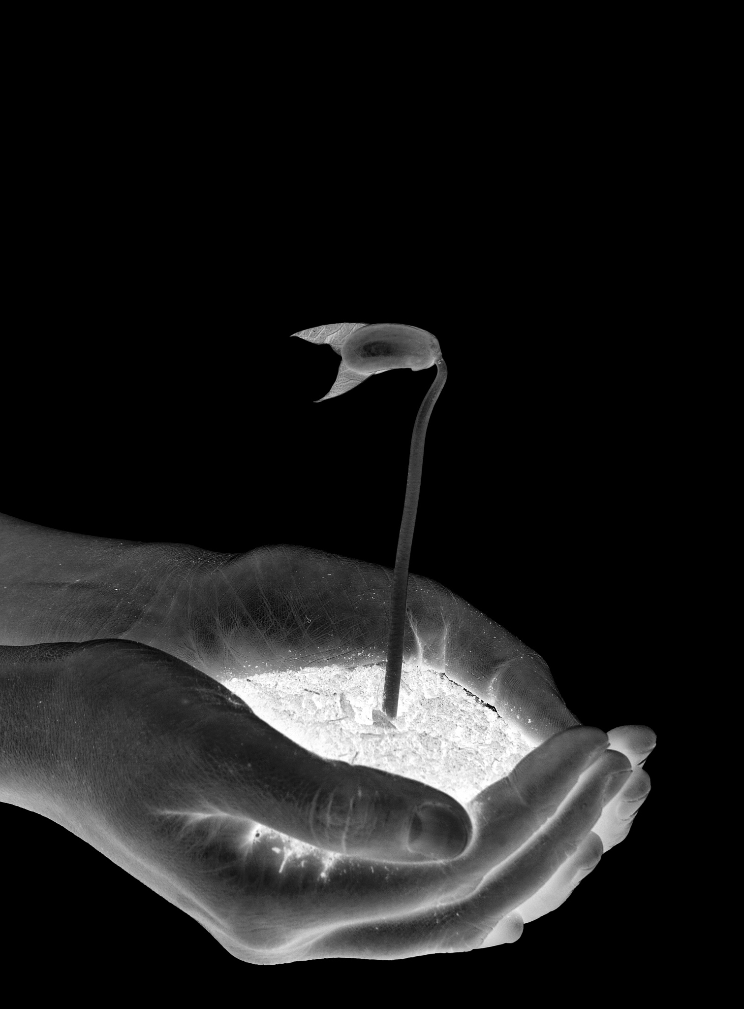 plant in hands