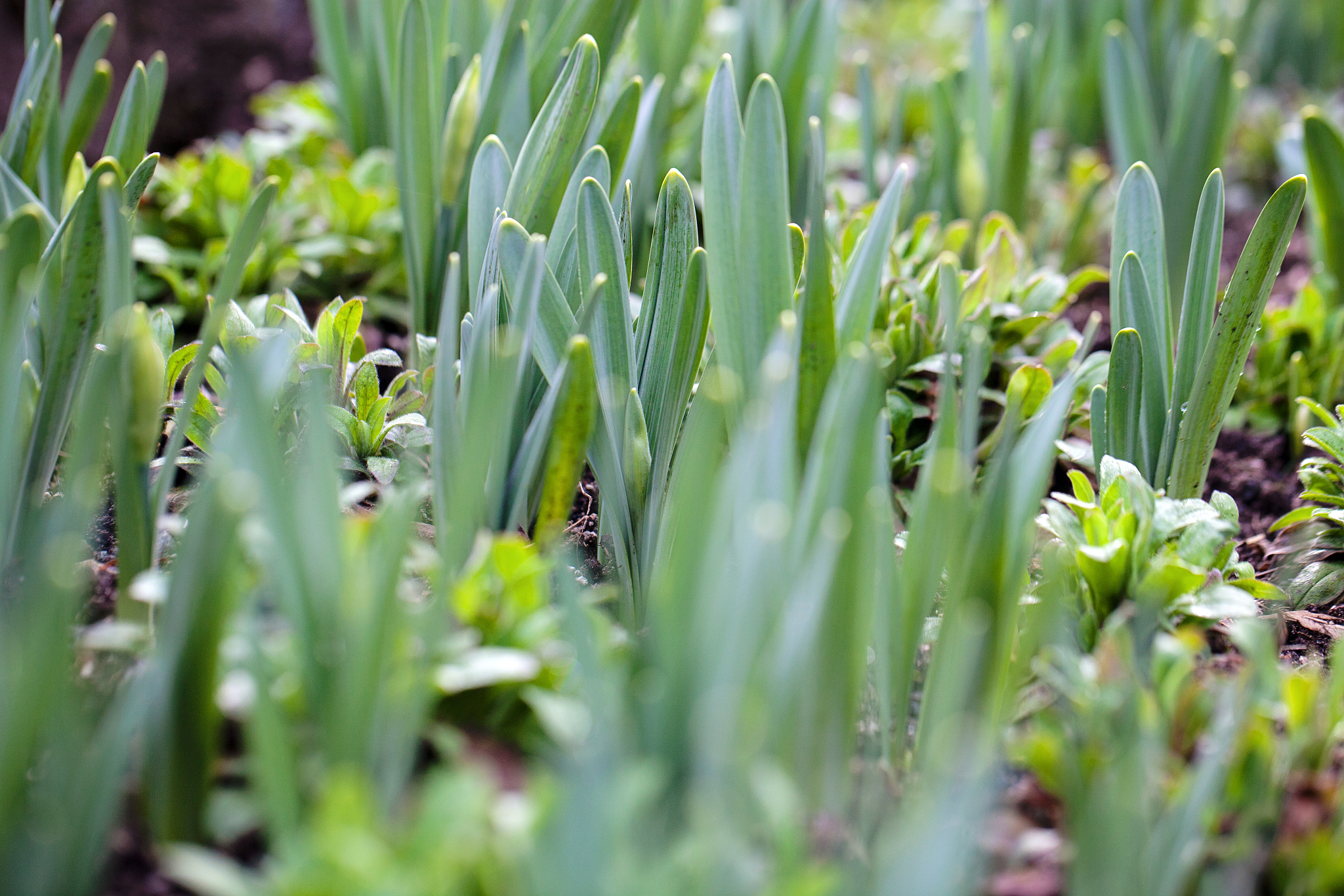 garden before the bloom