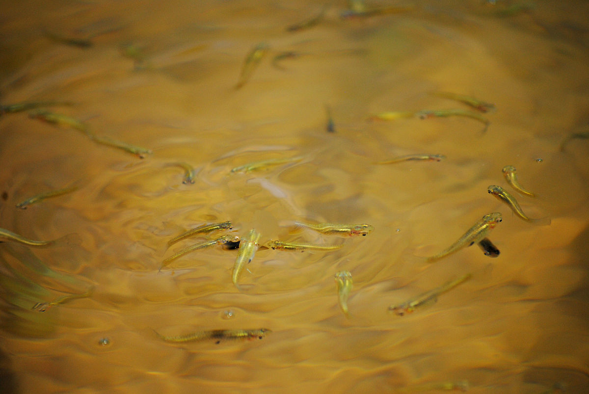鳙鱼养殖：水质培养技巧