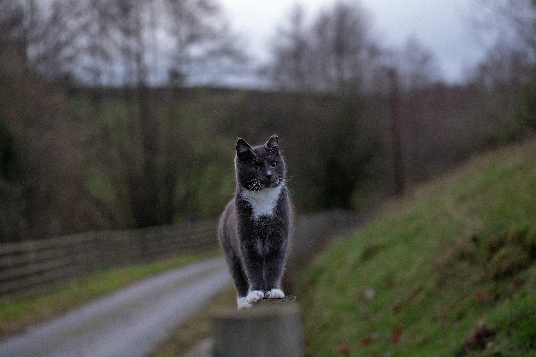 翻译：As long as there have been little kids and curious scientists people have been dropping cats to see what happens And for just as long cats have landed on their feet But how do cats pull this off Th