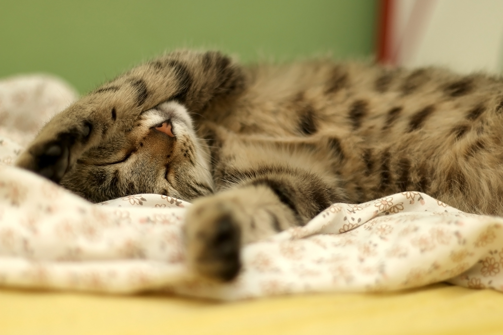 sleeping cat