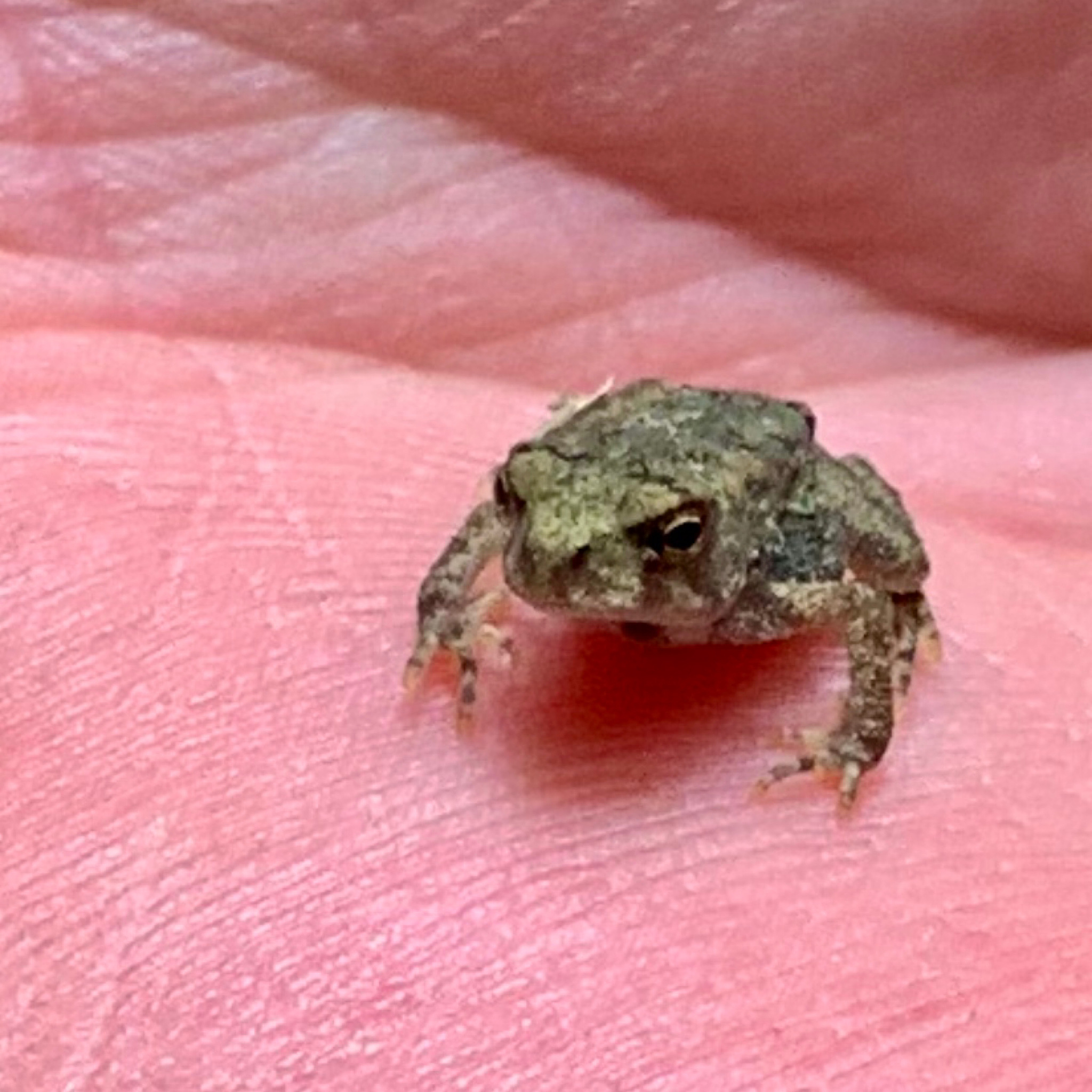 把以下文章没必要的重复内容去掉让文章不啰嗦且流畅可以变动更好的词组重新排版一下可以加入一些观点和相关知识点让文章内容丰富：一只小雨蛙生起气来有多可怕今天就带你看看地球上最凶猛的沙漠雨蛙沙漠雨蛙的学名叫散游短头蛙圆滚滚的外表看上去就像一个小馒头所以人们又给它起了个可爱的名字叫馒头蛙别的蛙类一般都是生活在雨林里或池塘边而沙漠雨蛙却特立独行生活在非洲南部高温干旱的沙漠化地区沙漠雨蛙这个名字的由来其实也很