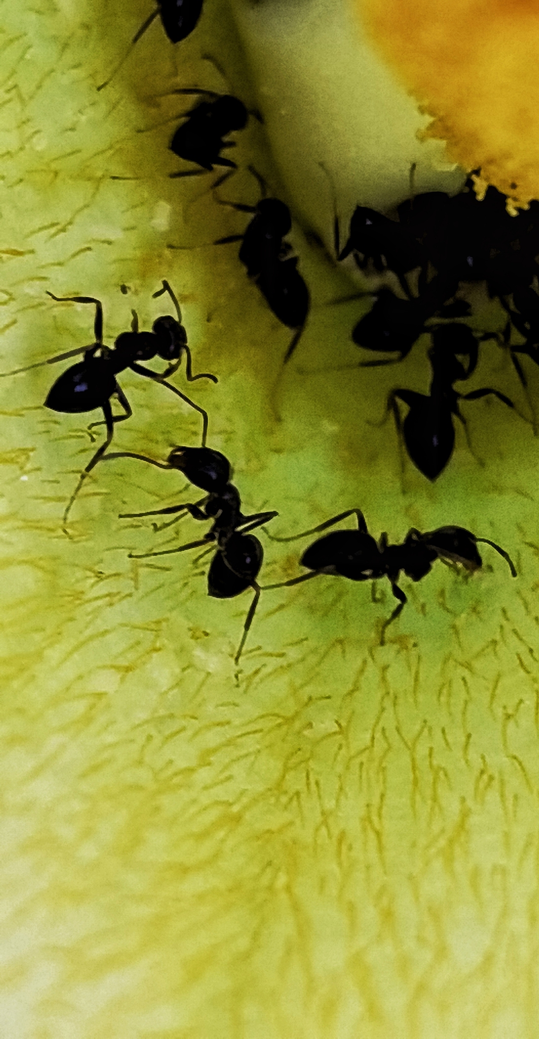 百足之虫断而不蹶是什么意思_词语百足之虫断而不蹶的意思