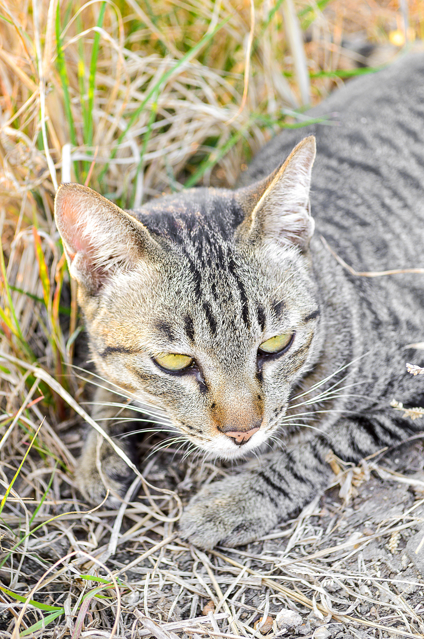 锈斑豹猫：世界上最小的猫科动物之一