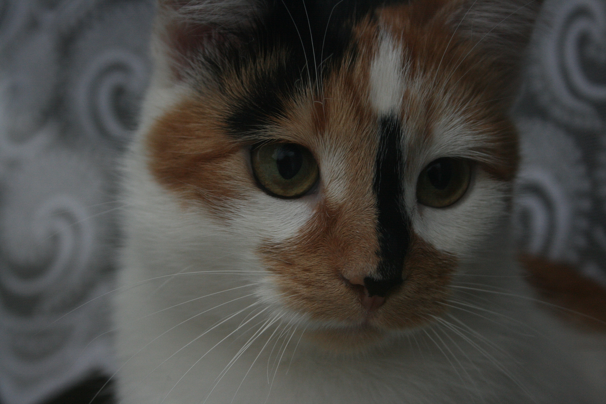 关于猫咪视力与人类视力对比的科普文章越详细越好