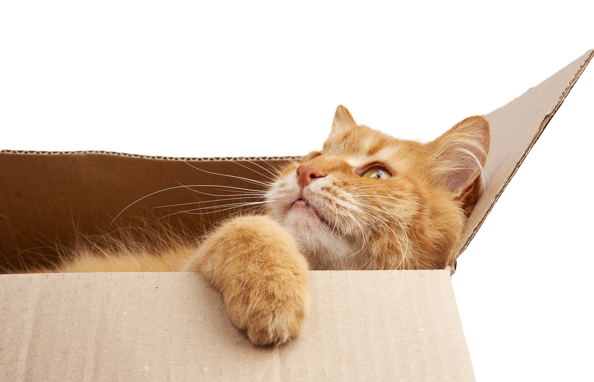 adult ginger cat resting in a brown cardboard box