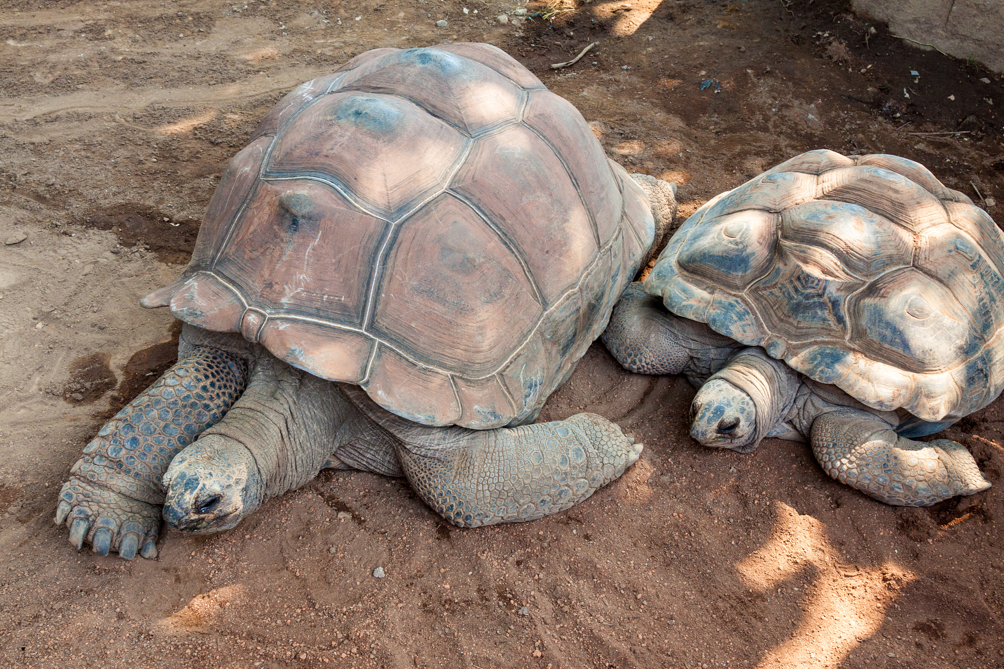 turtles