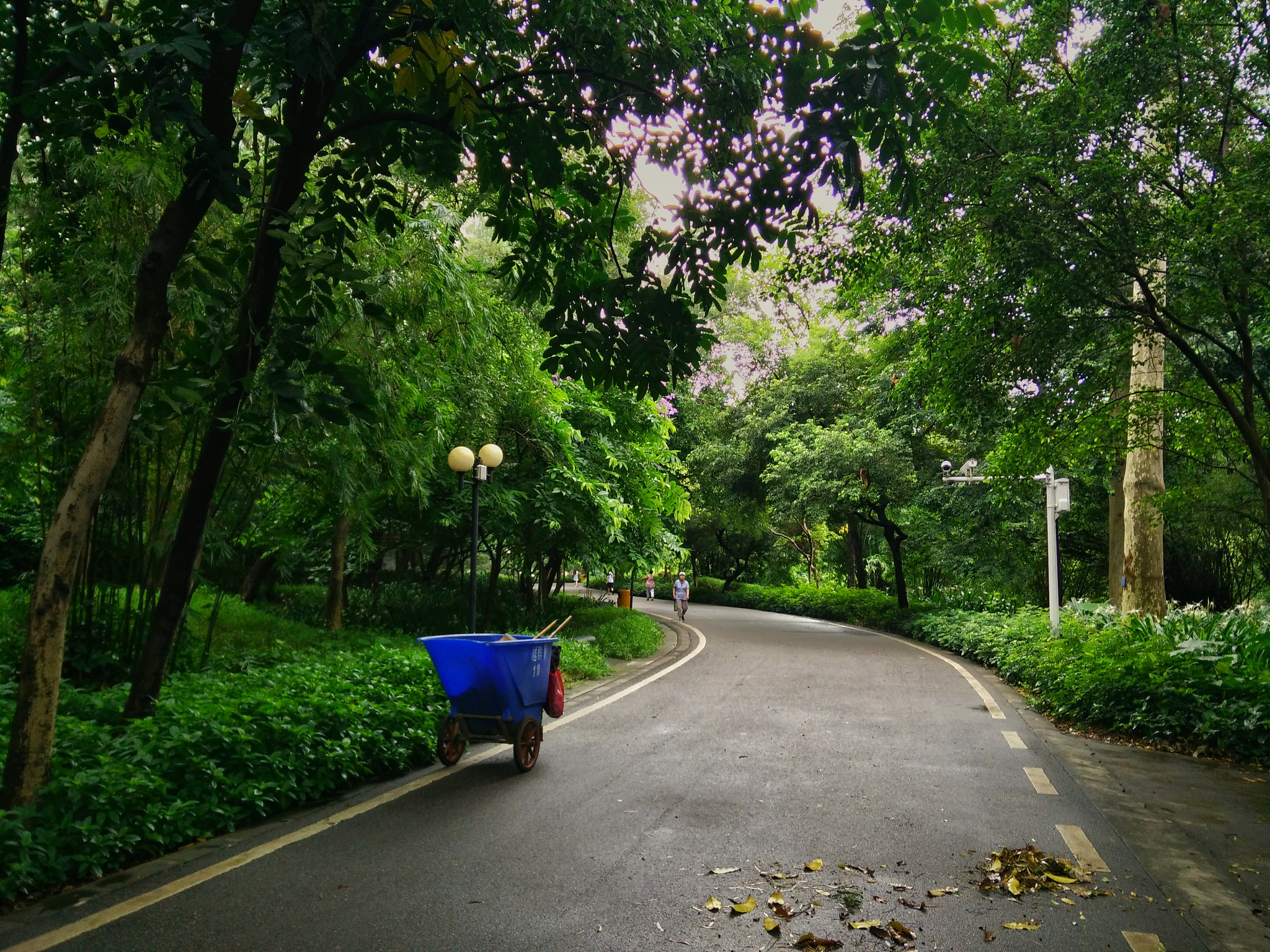 夏季清晨上班路上的美好环境描写 - 500字