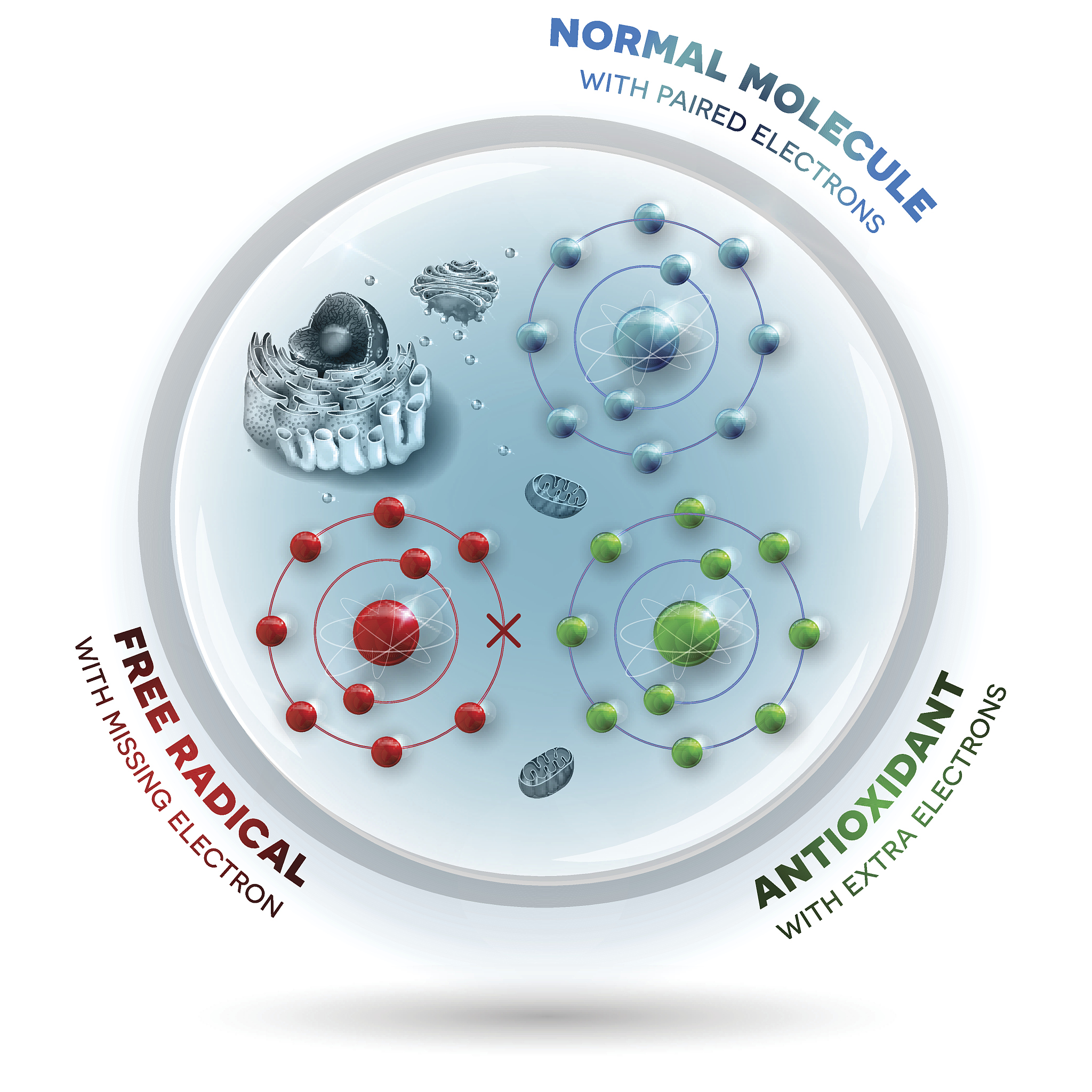妊娠期营养水平对多羔母羊生长性能和抗氧化功能的影响研究