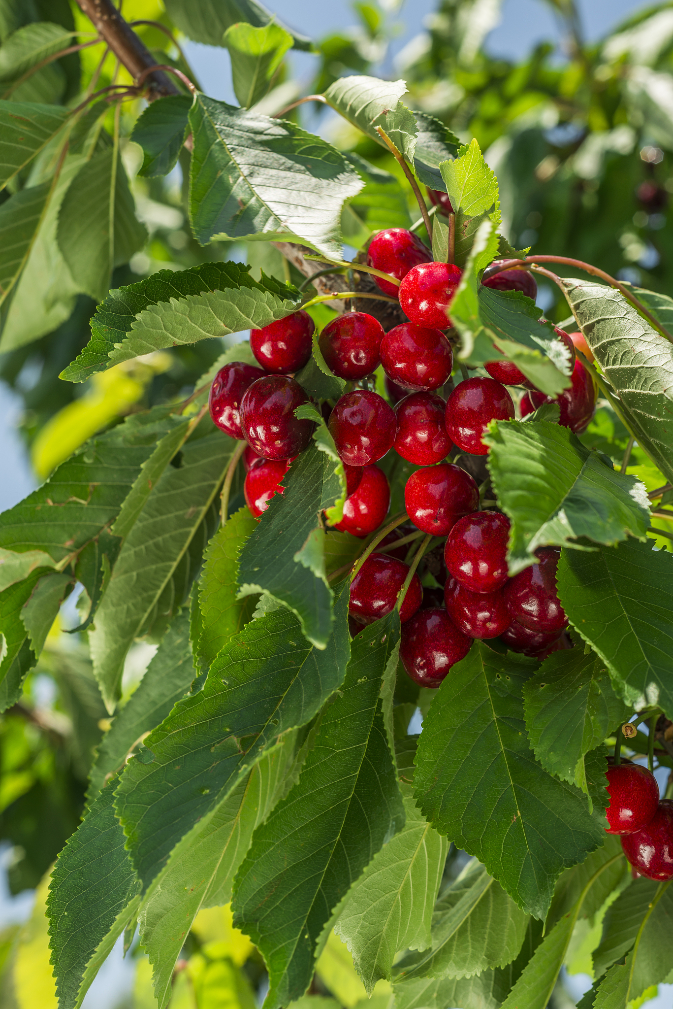cherry tree
