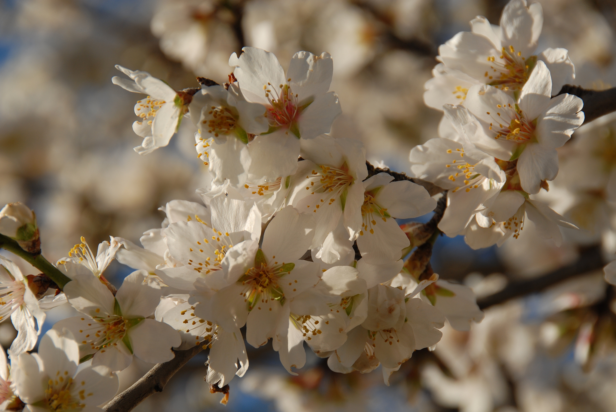 mandelblüte in spanien