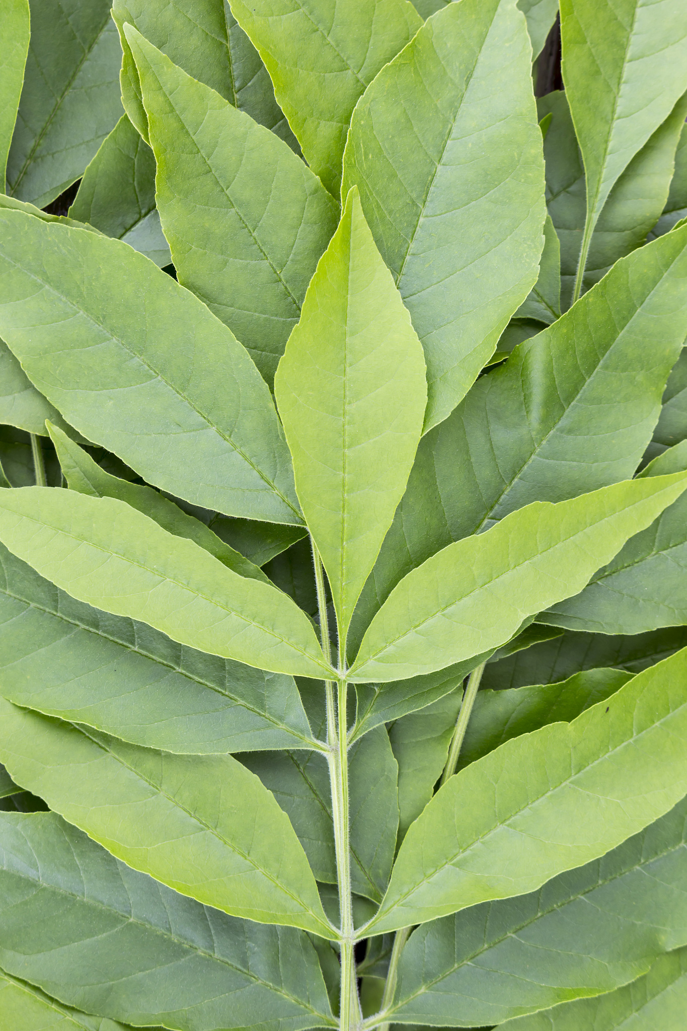 background of ash tree foliage