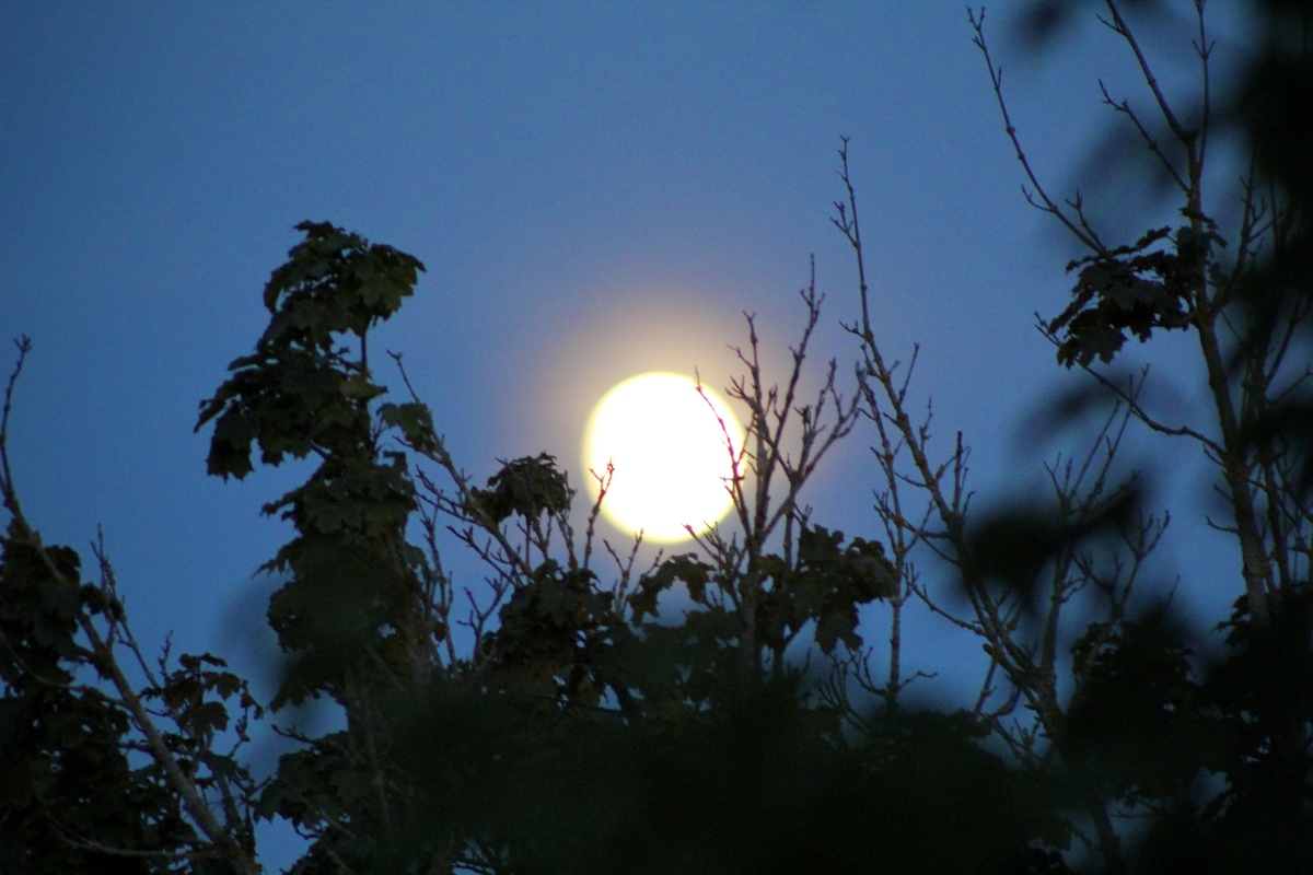 月下弄人醉是什么意思