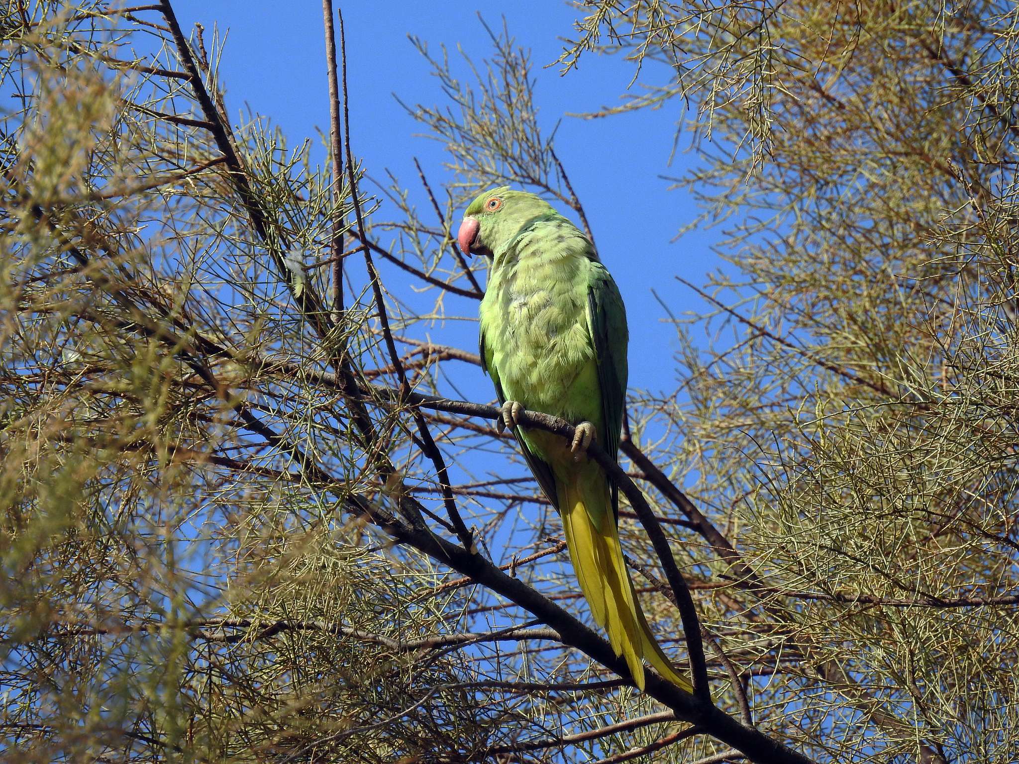 drara parrot