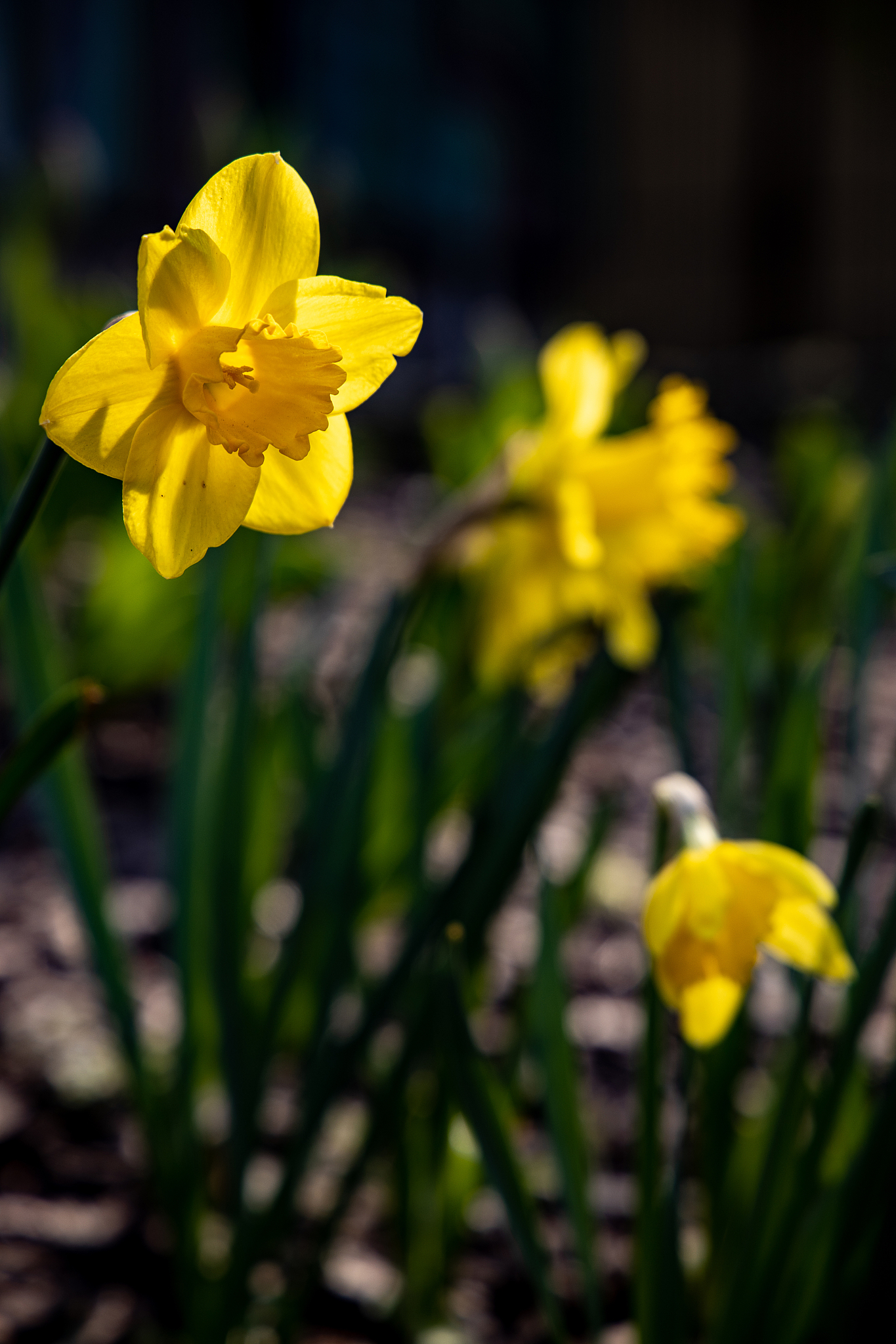 óte onkile
