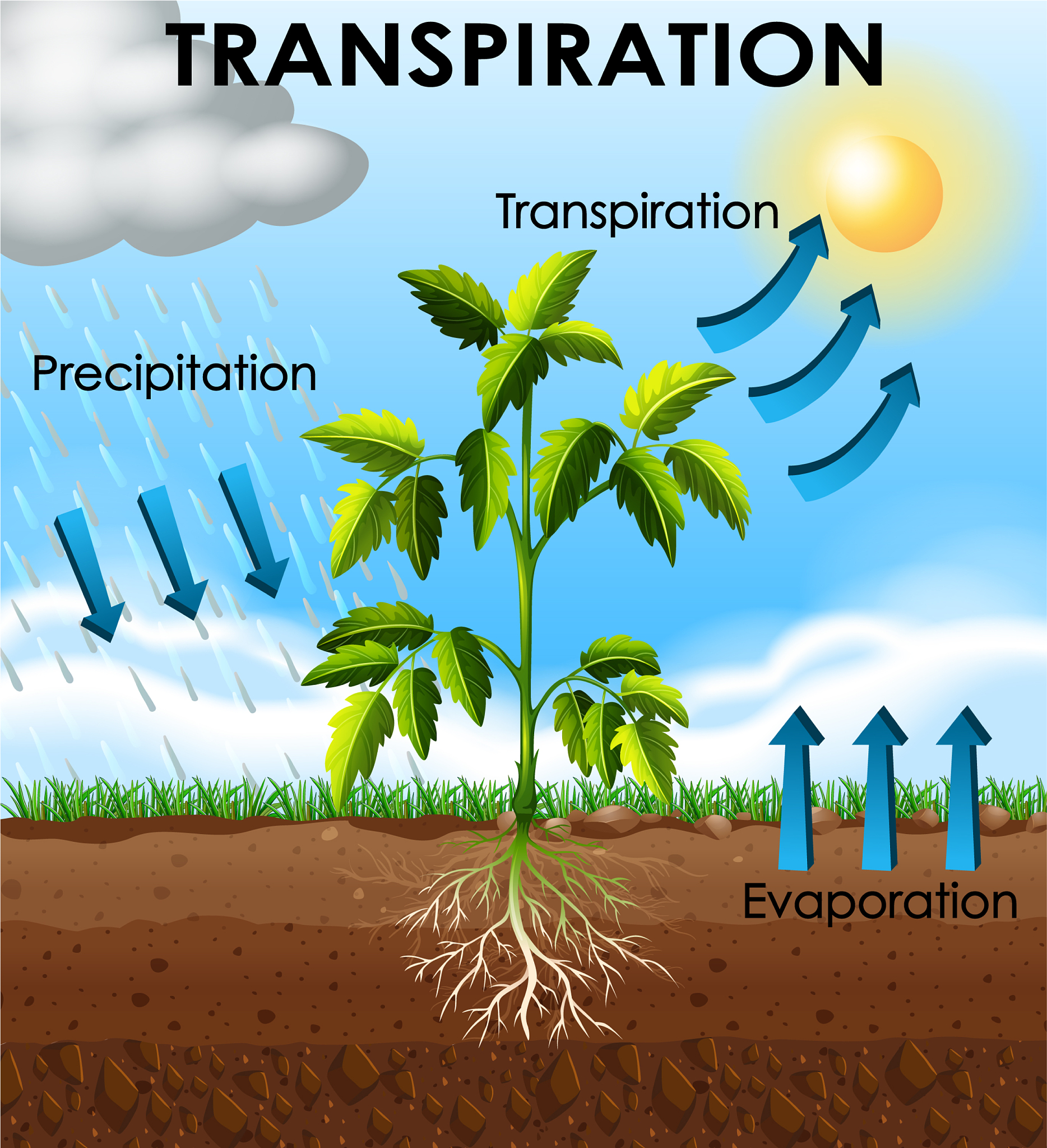 Impact of Spring Frost Shift Northward on Agriculture: A Comprehensive Guide