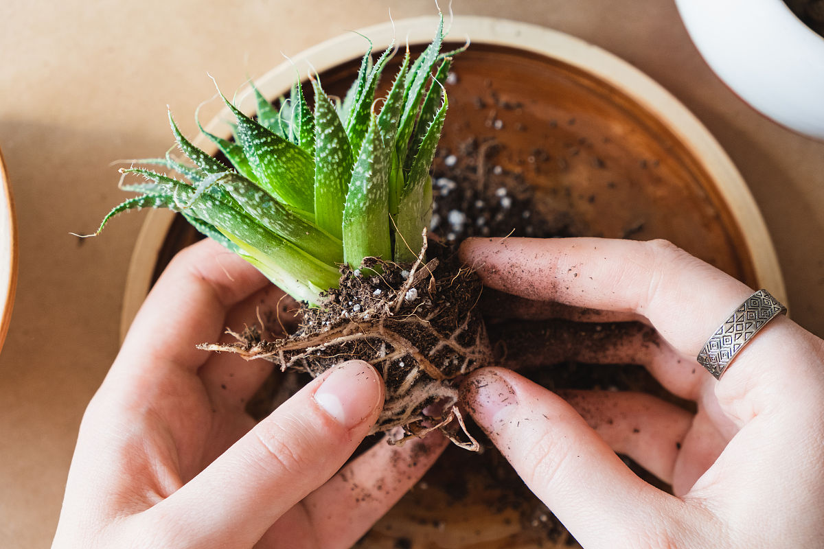 君子兰需要晒太阳吗？光照管理指南