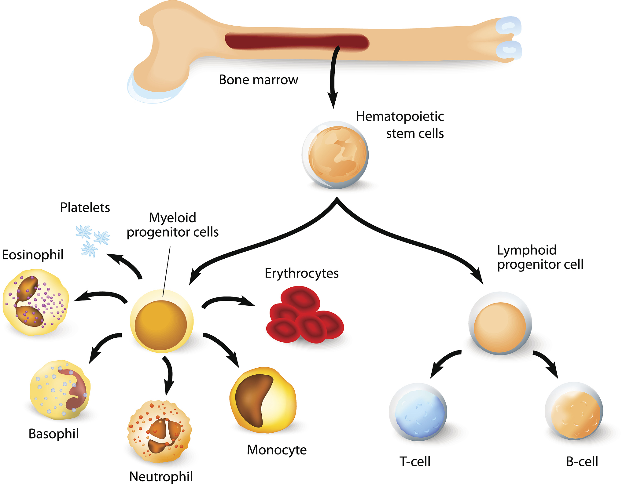 INFLAMMATION 期刊：炎症研究领域的权威期刊