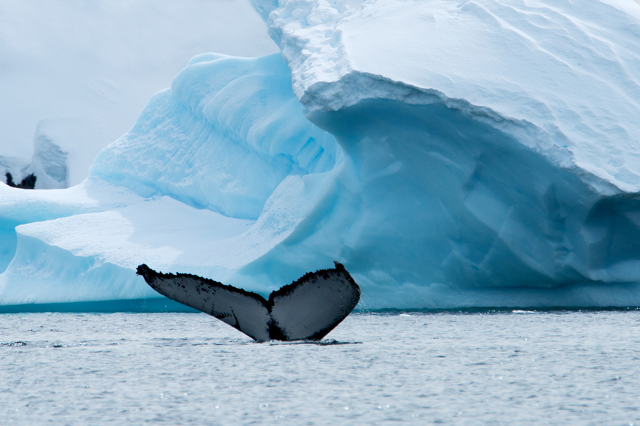 A mother humpback whale and her calf swimming amongst icebergs in Greenland