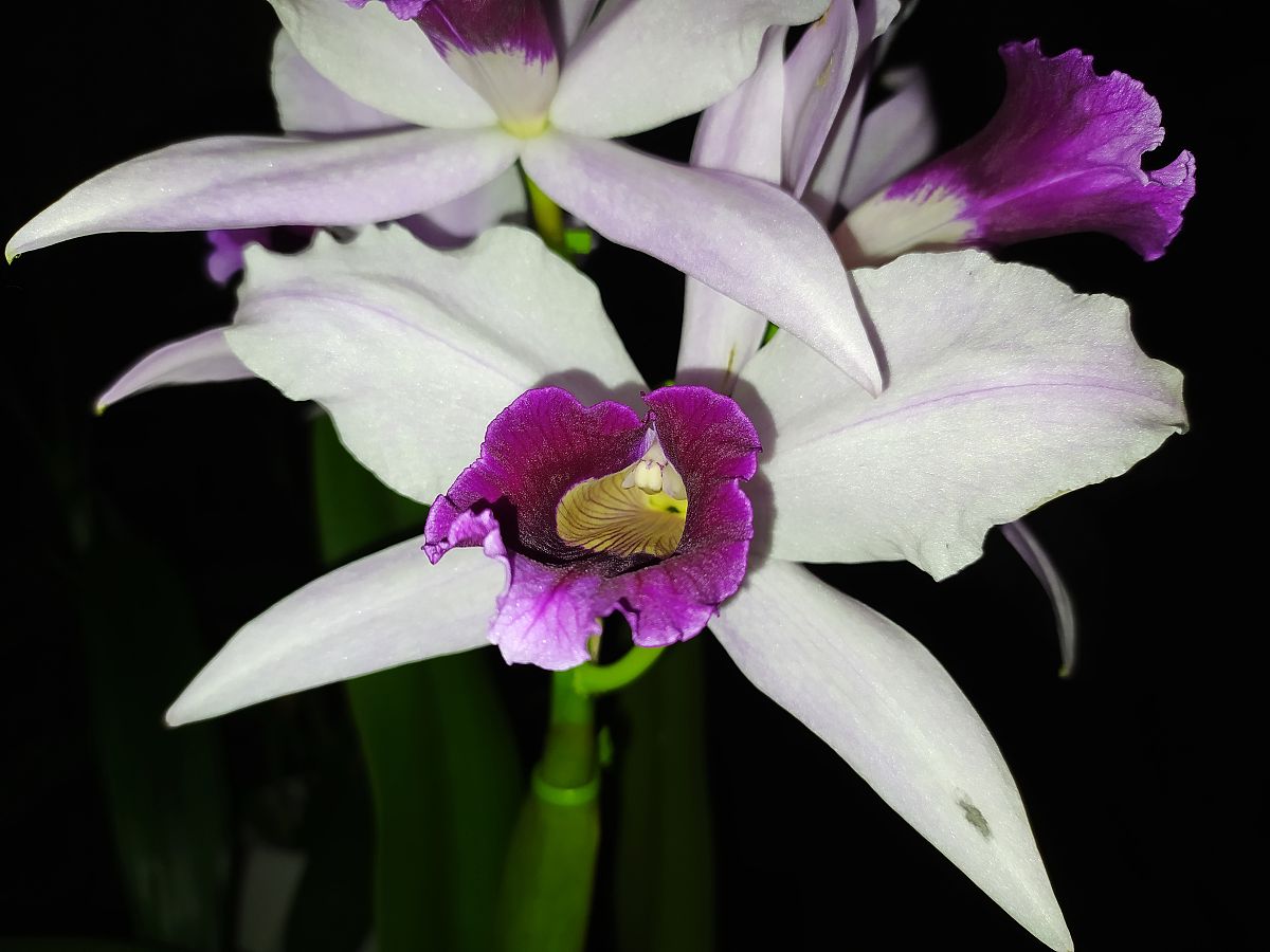 <strong>兰</strong>花的花