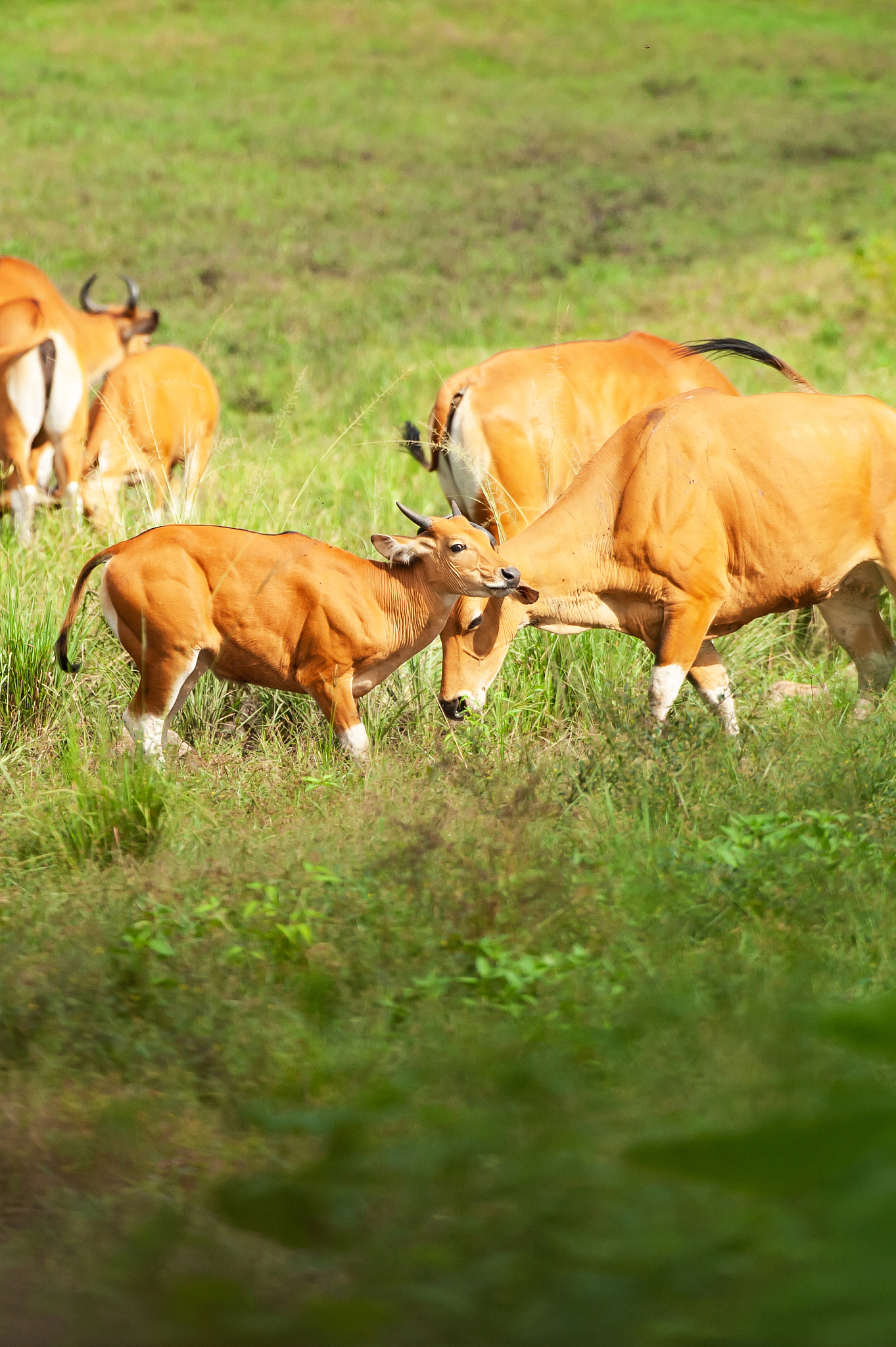 a herd of bantengs relaxing while feeding in the grassland.
