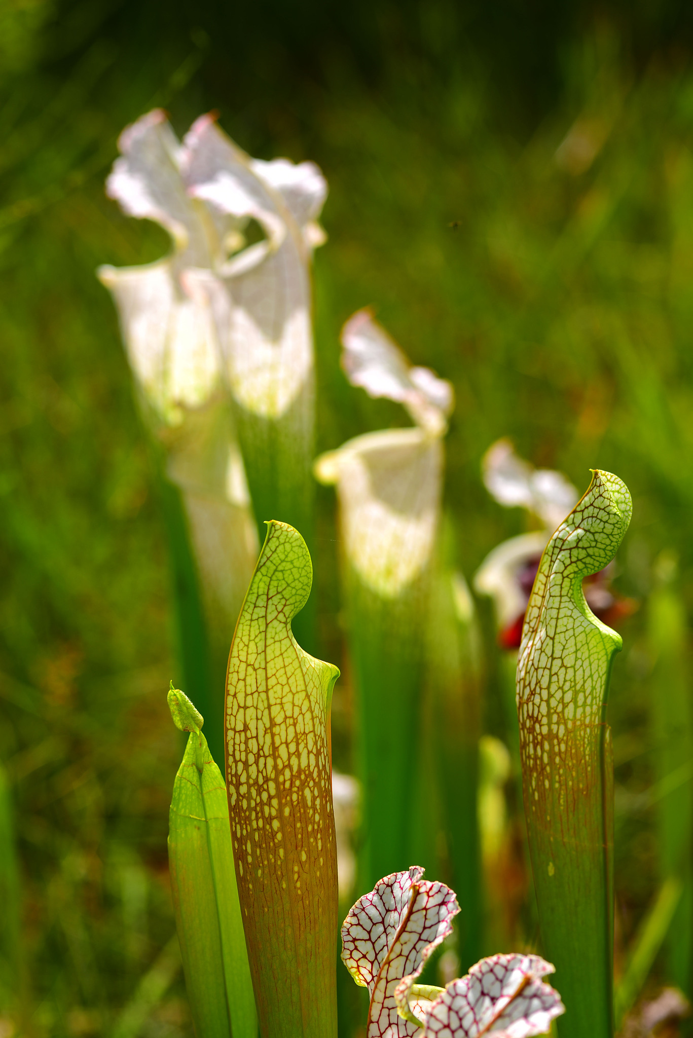 young and mature white-top pitcher plants