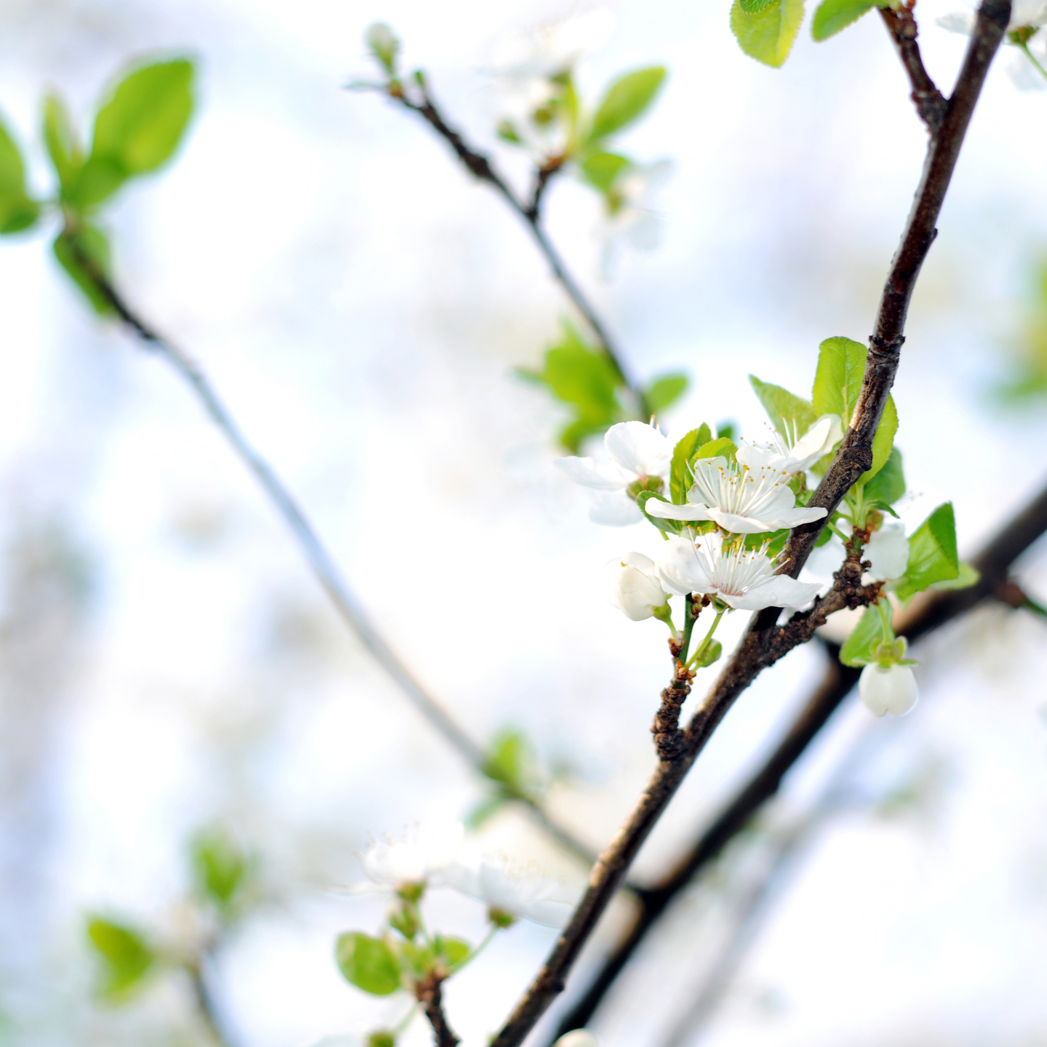 今天风和日丽的日子！吟诗一首