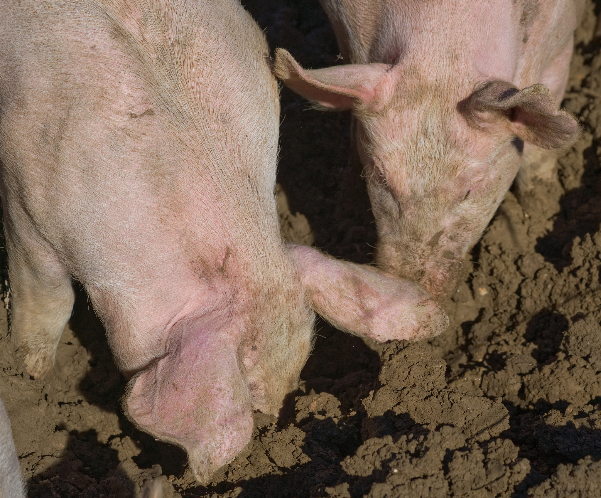 猪病毒性腹泻防控技术研究进展：提纲与总结