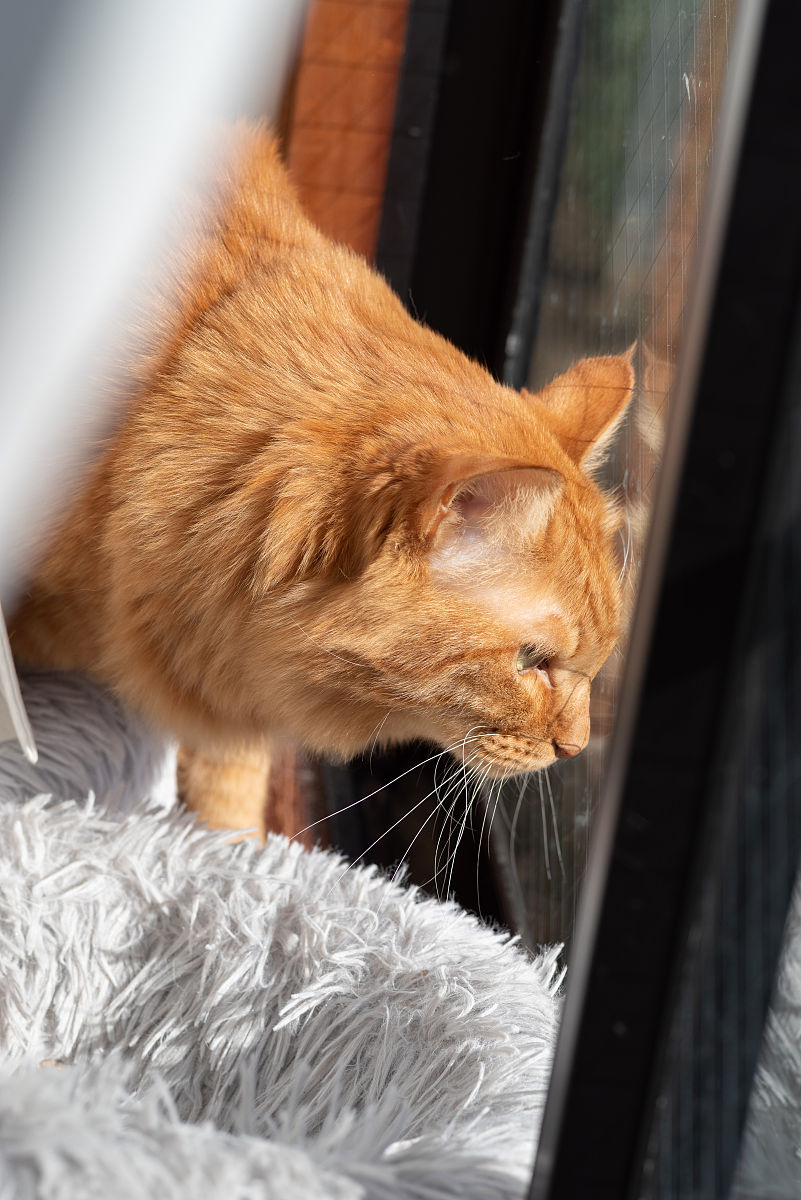 猫咪尿闭怎么预防？7个建议守护猫咪泌尿健康！