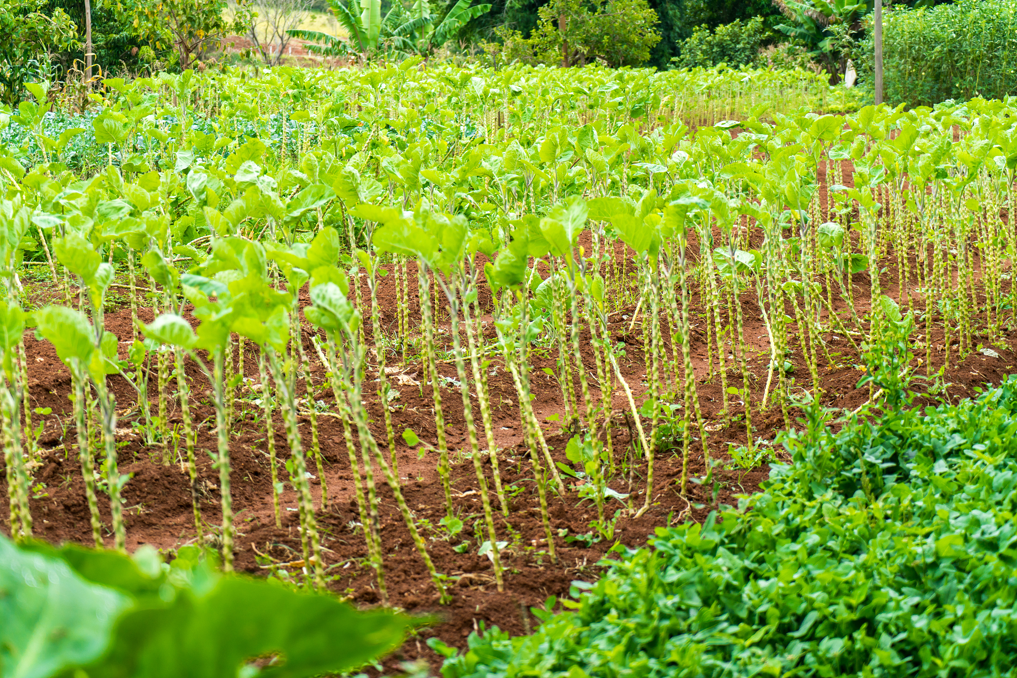 organic vegetable garden