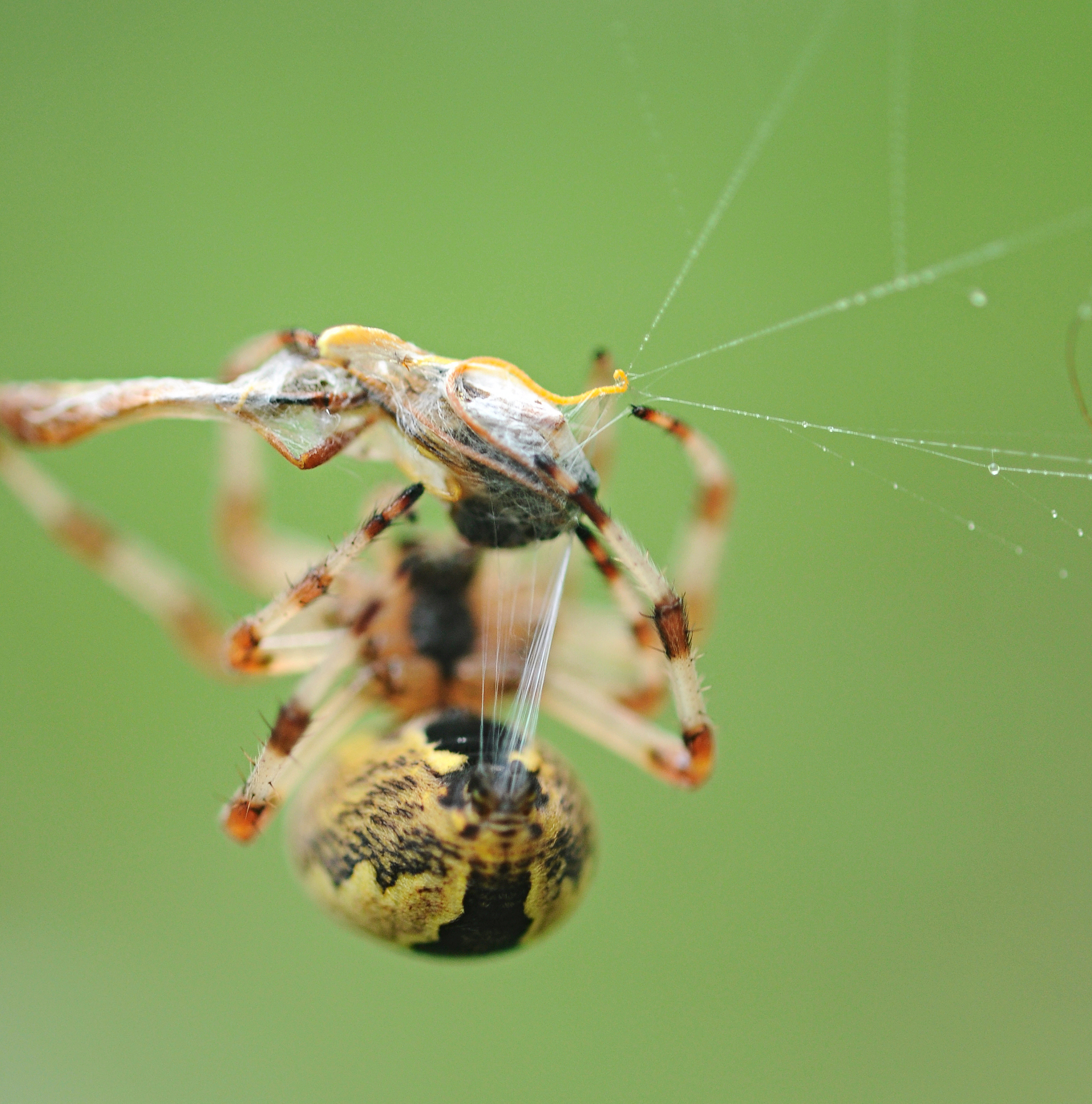 live black and yellow garden spider with prey.