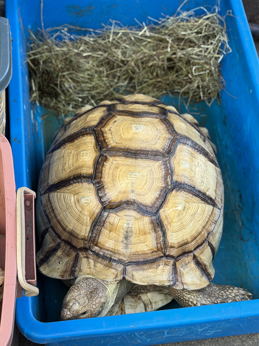 非洲苏卡达陆龟(centrochelys sulcata)的特写图像,中