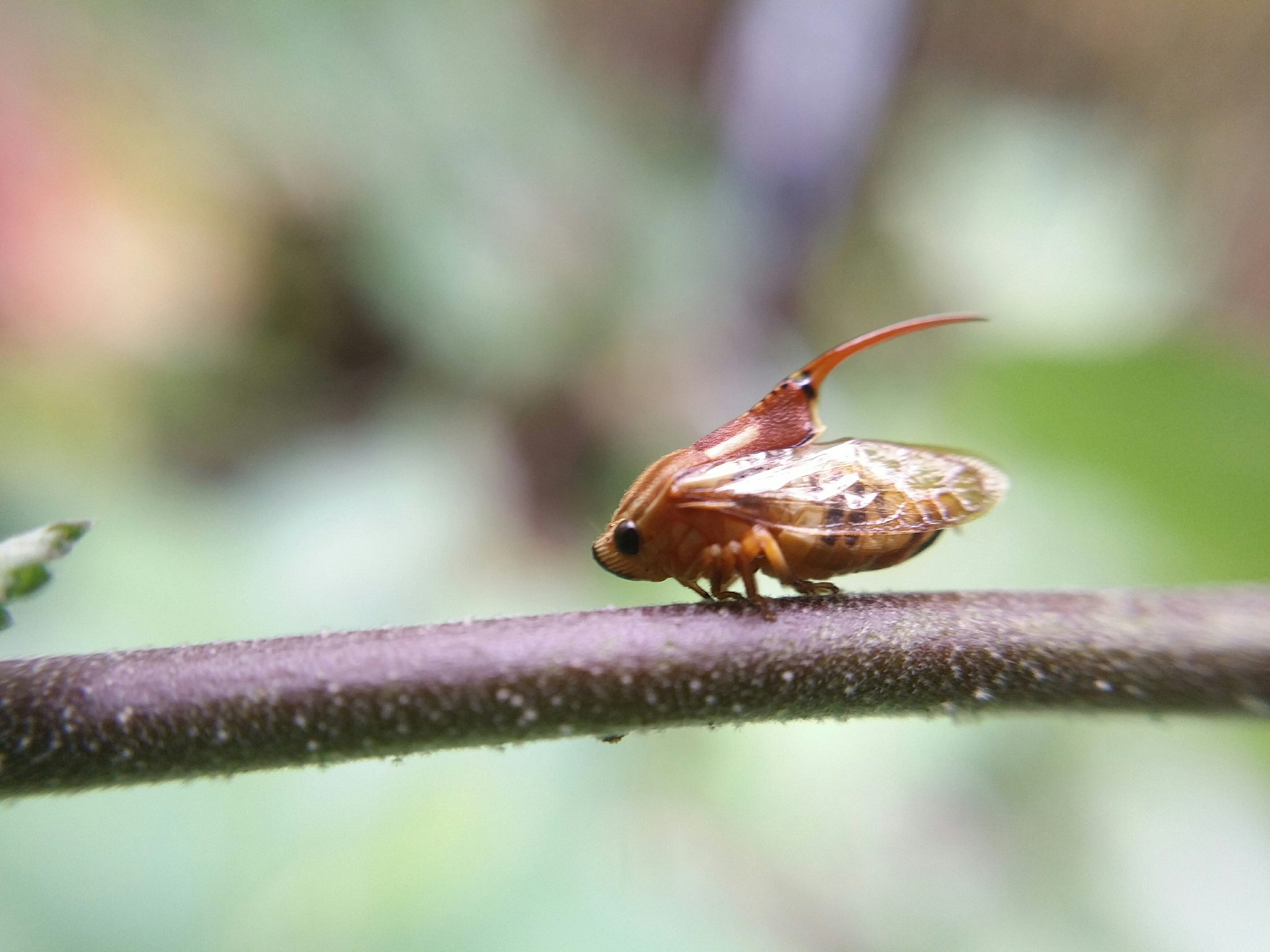 close-up of insect on branch