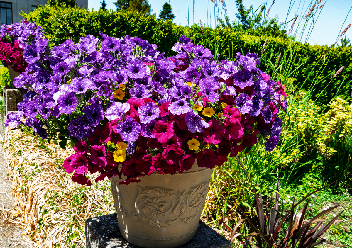 如何用英文简单口语化表示：剪剪花根。