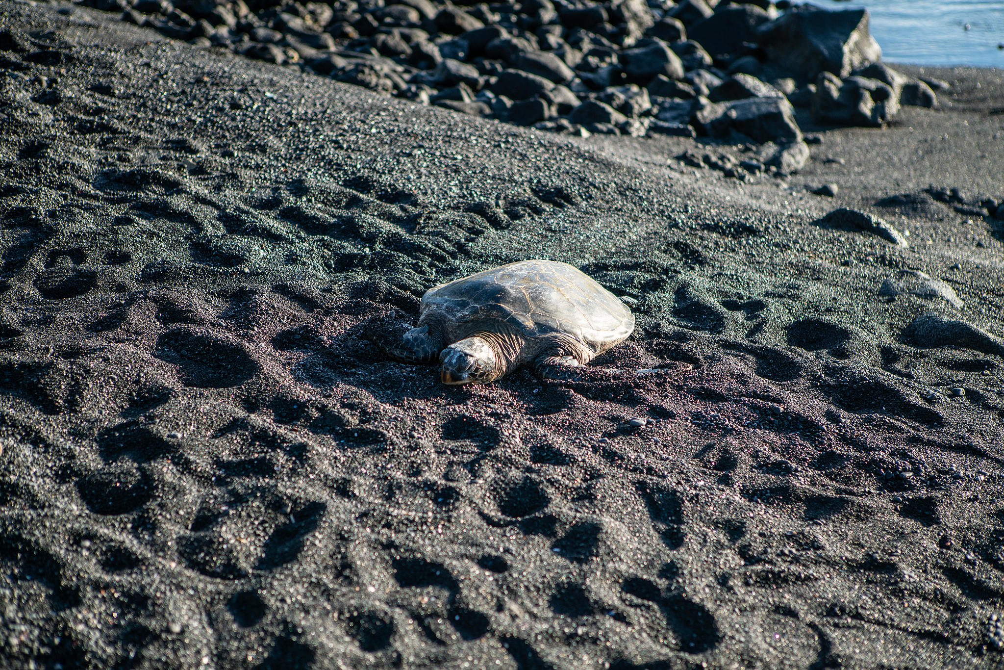 请用中文润色修改下面的文字可以适当扩写要求结构合理逻辑清晰请使用专业学术用语：根据本研究的结果可以发现黑石礁岩相潮间带生物的种类数量存在明显的时空差异。这些差异可能受到多种因素的影响包括温度、潮汐和生境变化87 88。 就空间分布而言本研究发现S2采样断面的生物数量全年均小于其他几个采样点。这一研究结果可能是由于S2采样断面位于城市排污口生境受到扰动和破坏导致生物多样性受损。从垂直分布的角度来看本